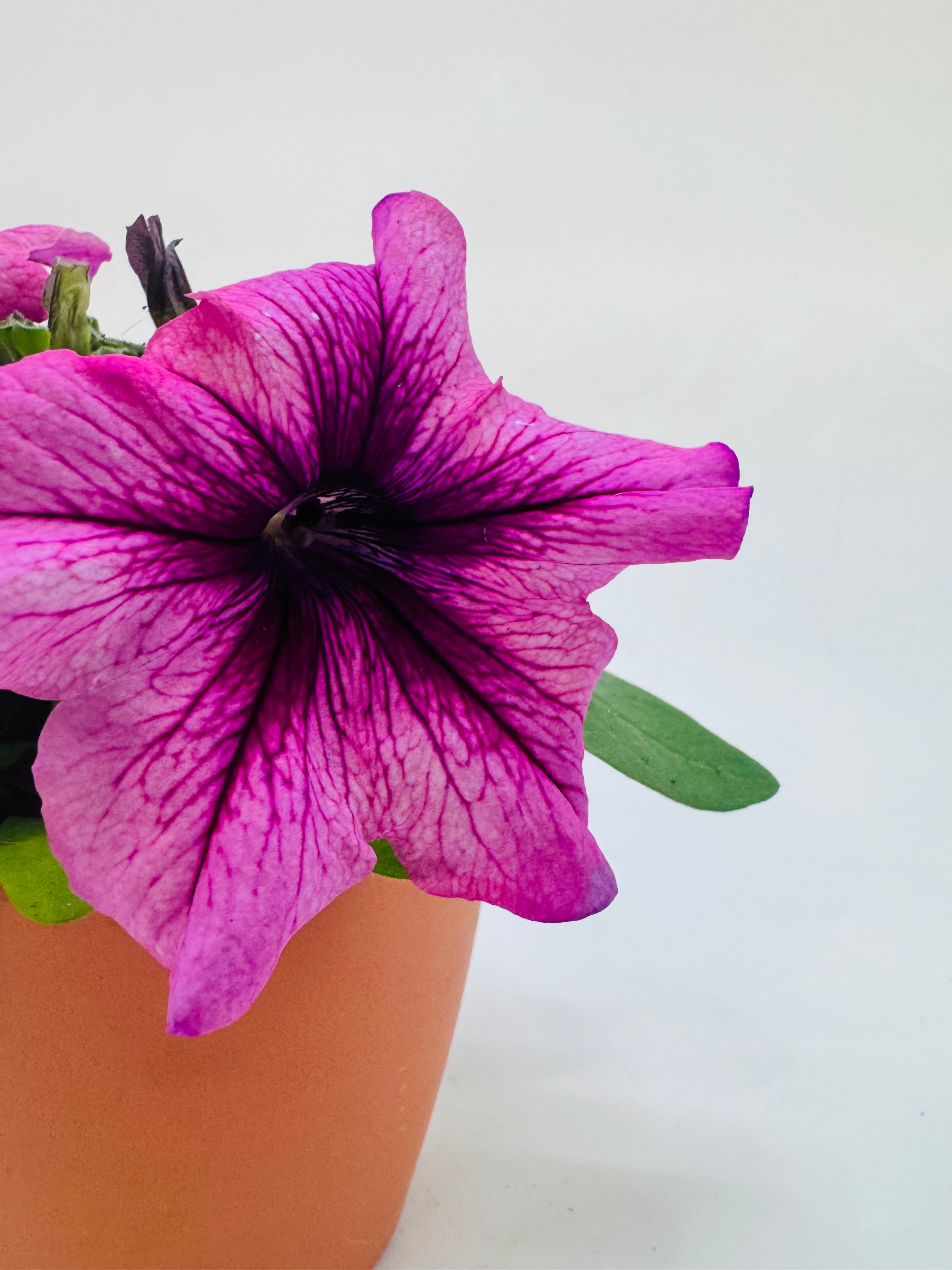 PETUNIA FM10.5
