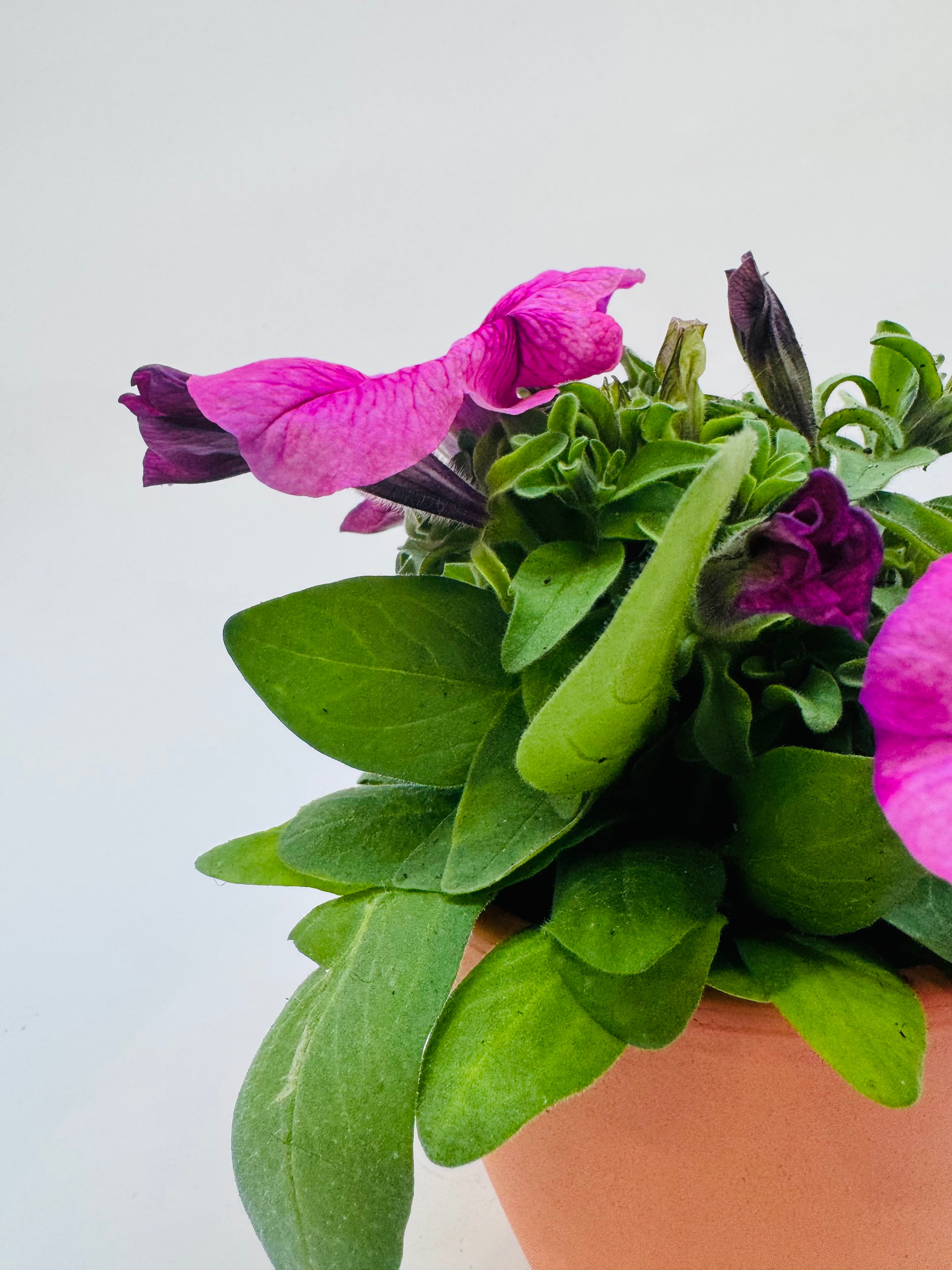 Vibrant pink and purple petunia flowers with green leaves in a terracotta pot.