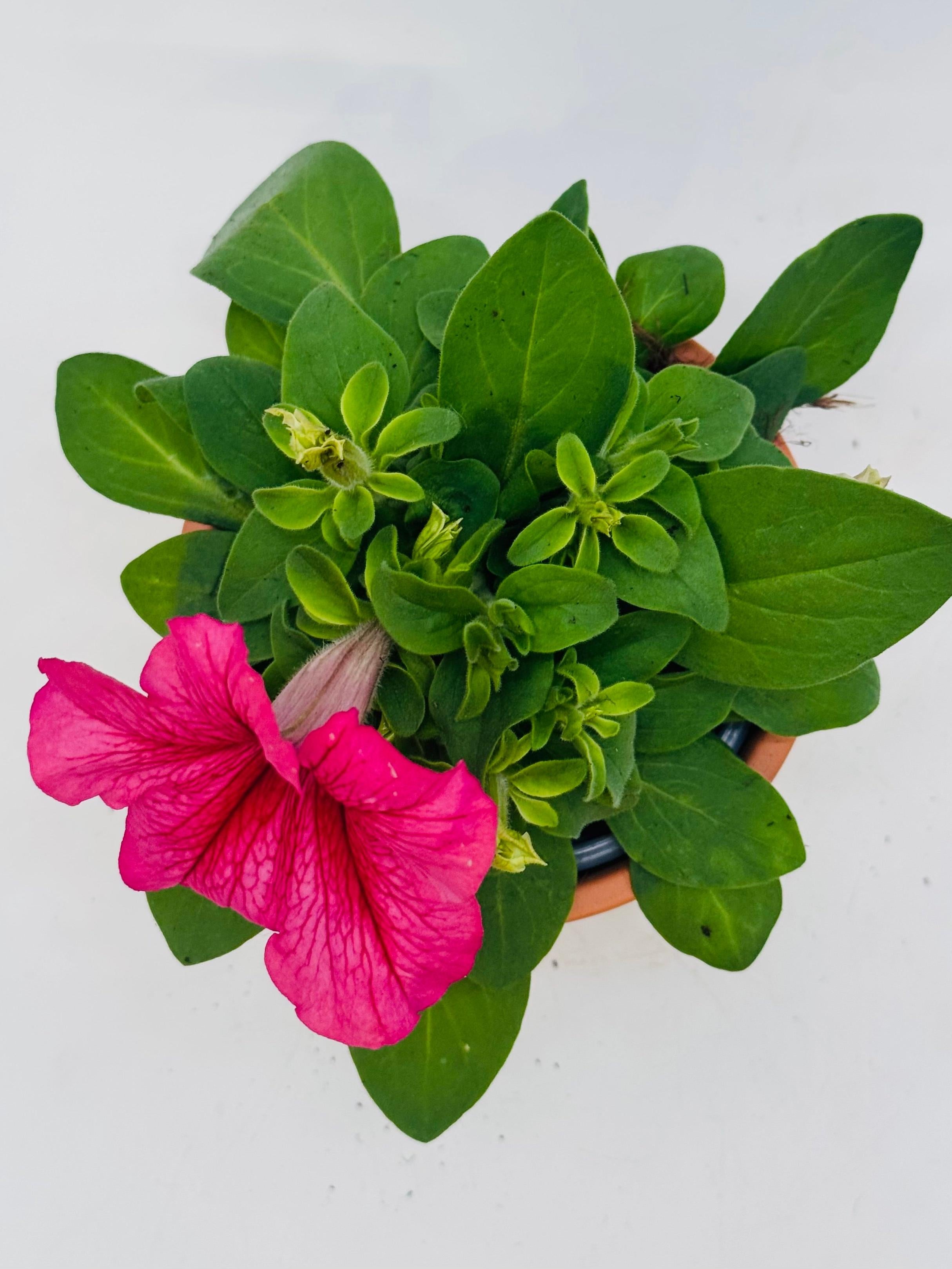 Petunia FM10.5 con una flor rosa vibrante y hojas verdes en maceta de terracota.
