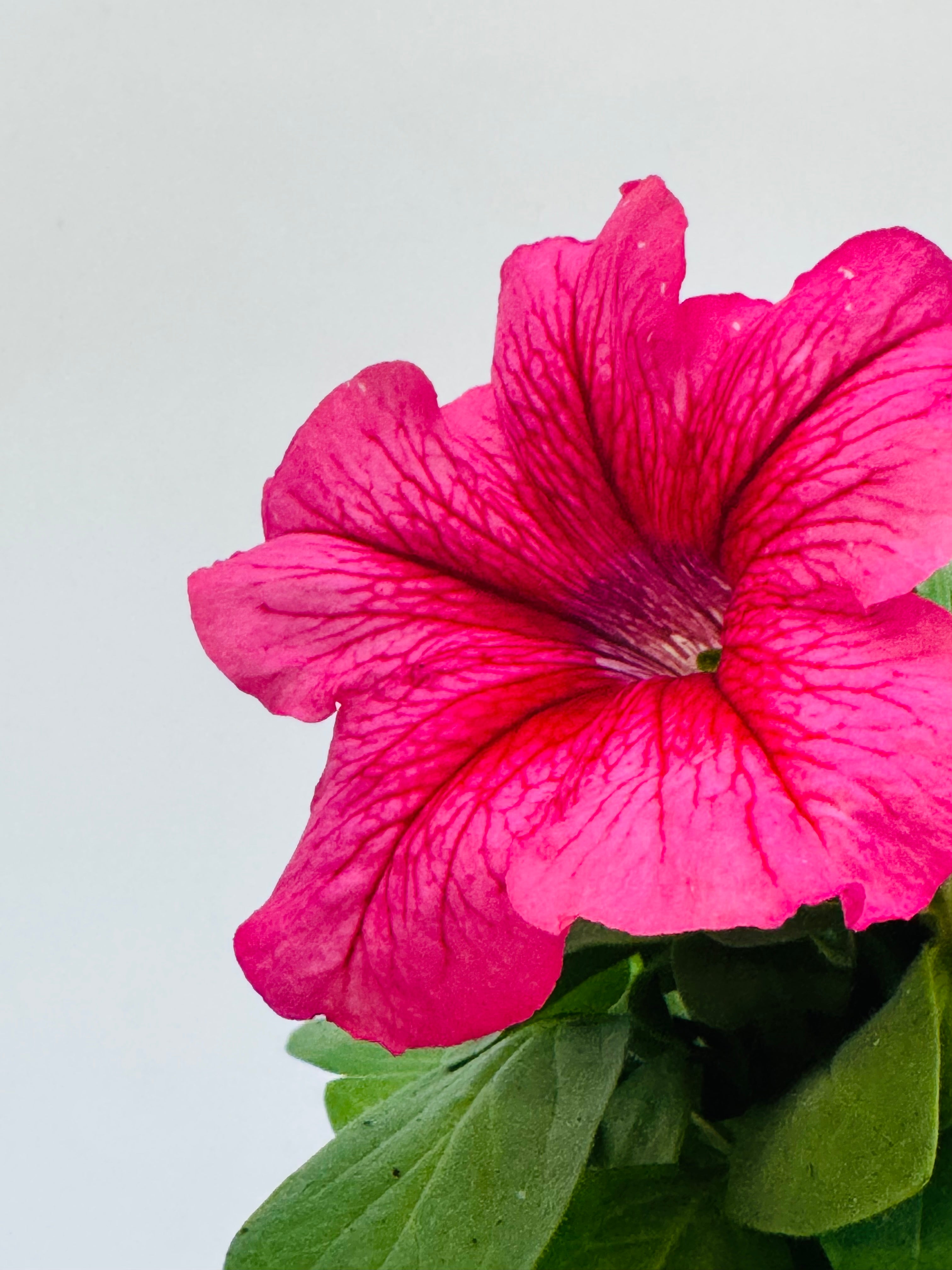 Vibrante flor de Petunia FM10.5 rosa intenso con venas oscuras y hojas verdes sobre fondo blanco.