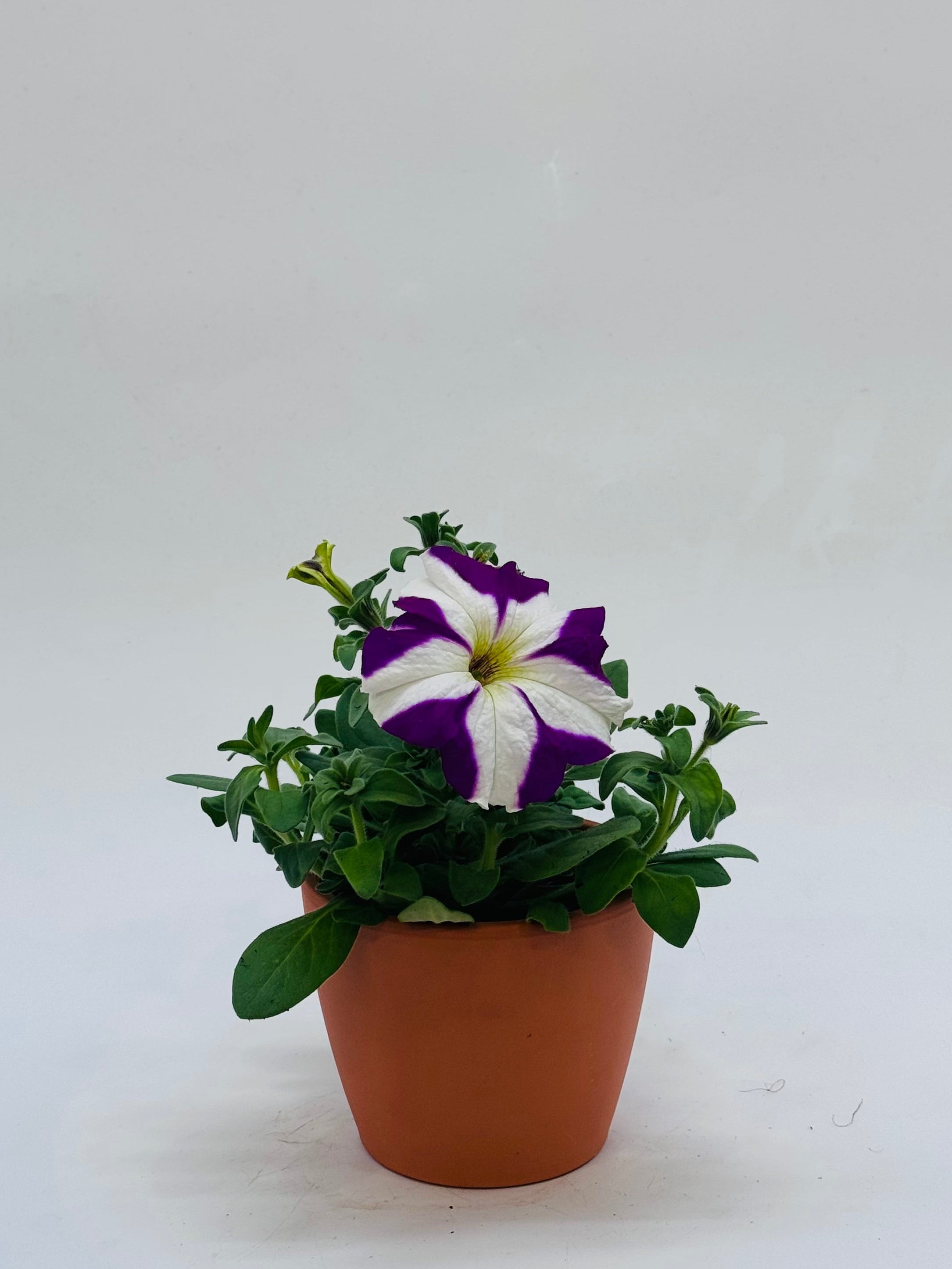 Petunia FM10.5 con flor bicolor púrpura y blanca en maceta de terracota.