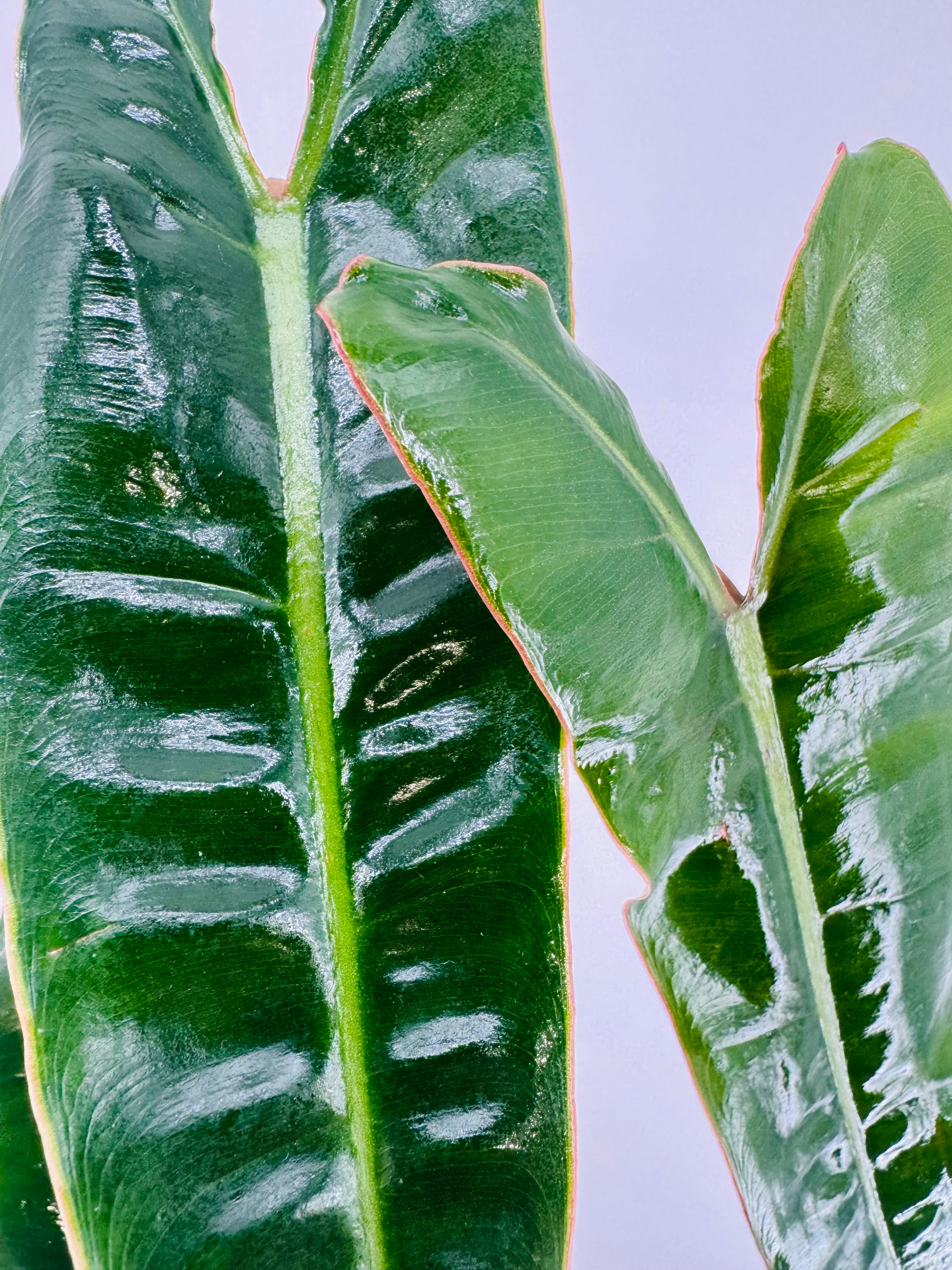 PHILODENDRON BILLIETIAE