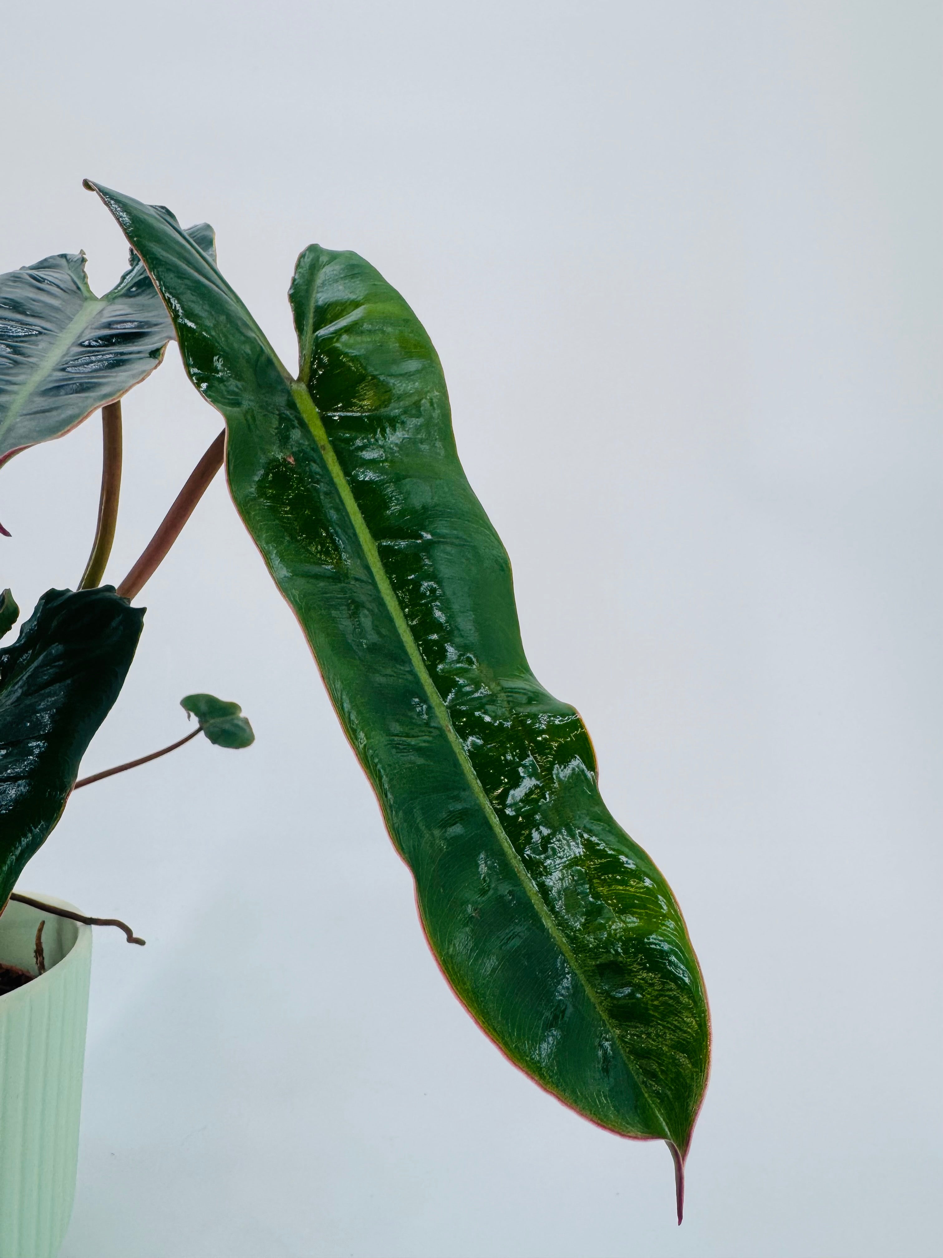 PHILODENDRON BILLIETIAE