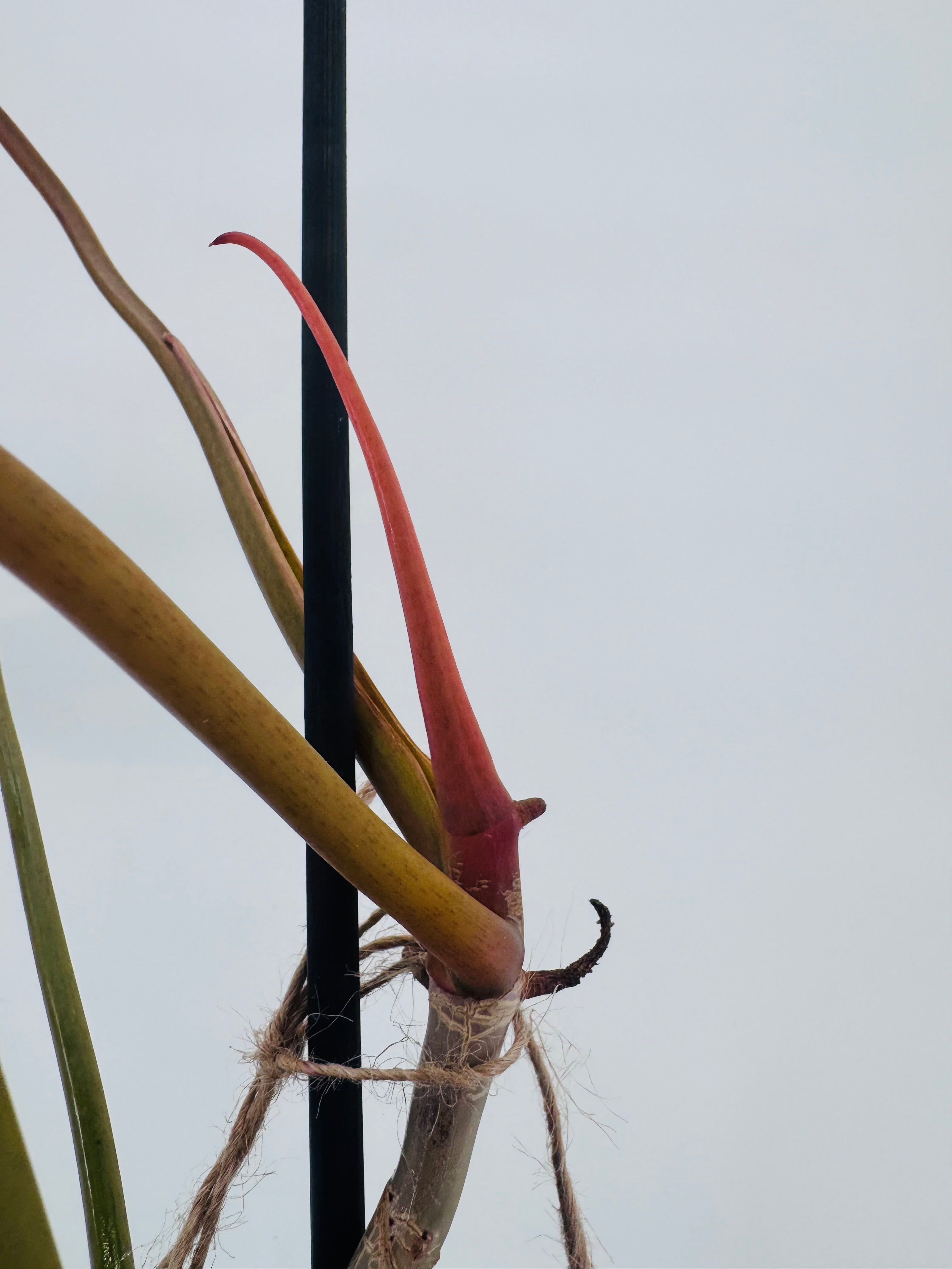 PHILODENDRON BILLIETIAE