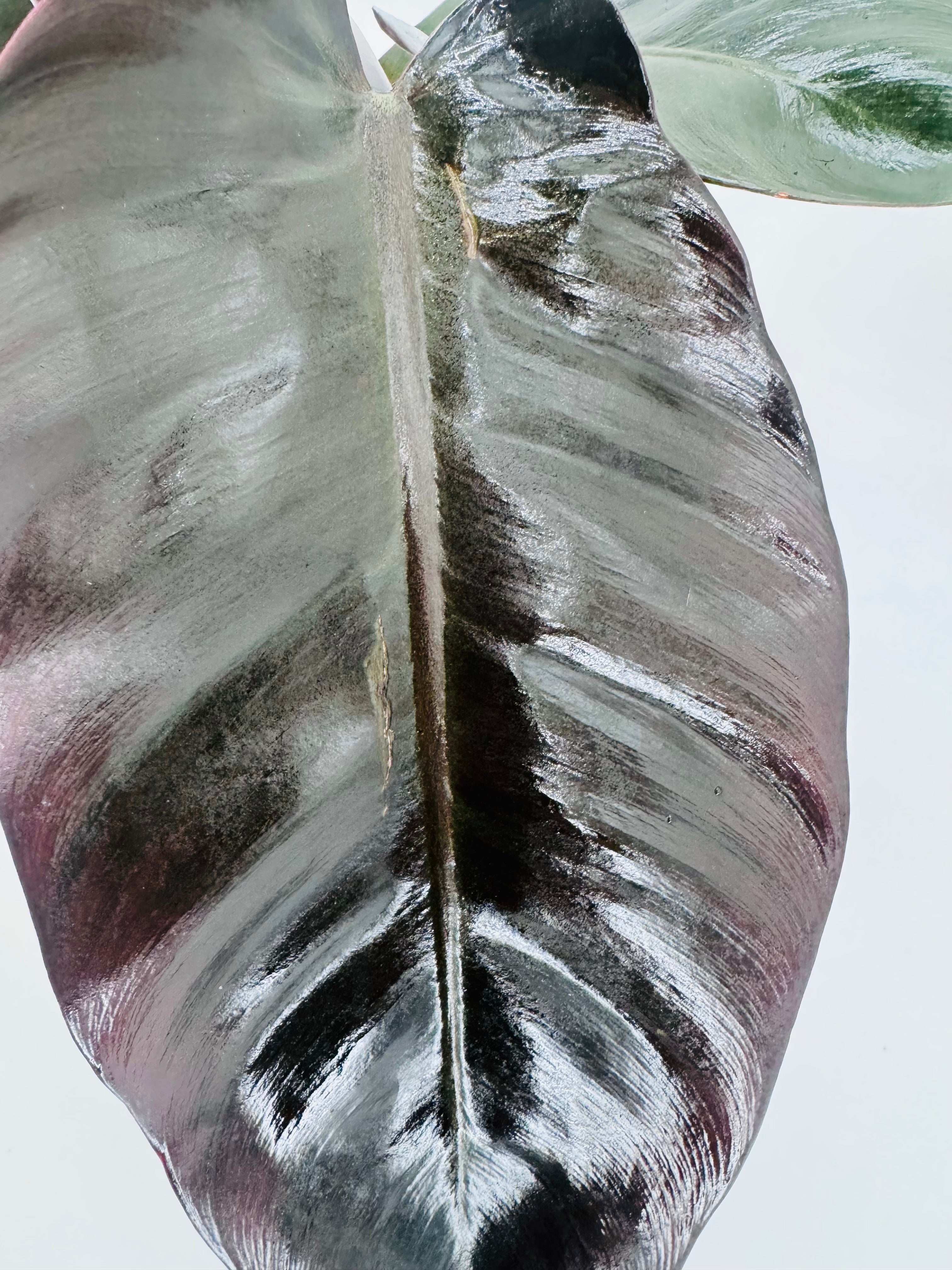 PHILODENDRON BLACK CARDINAL M12