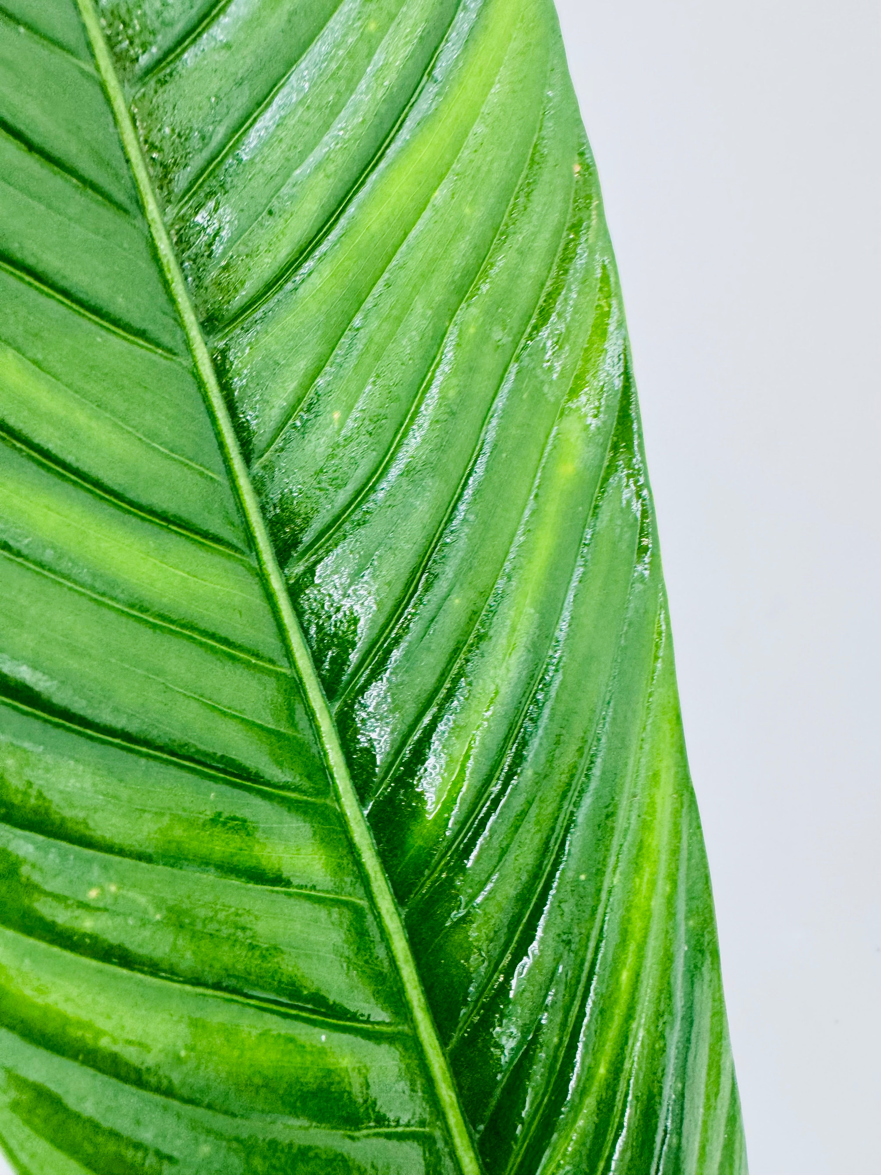PHILODENDRON CAMPII M14