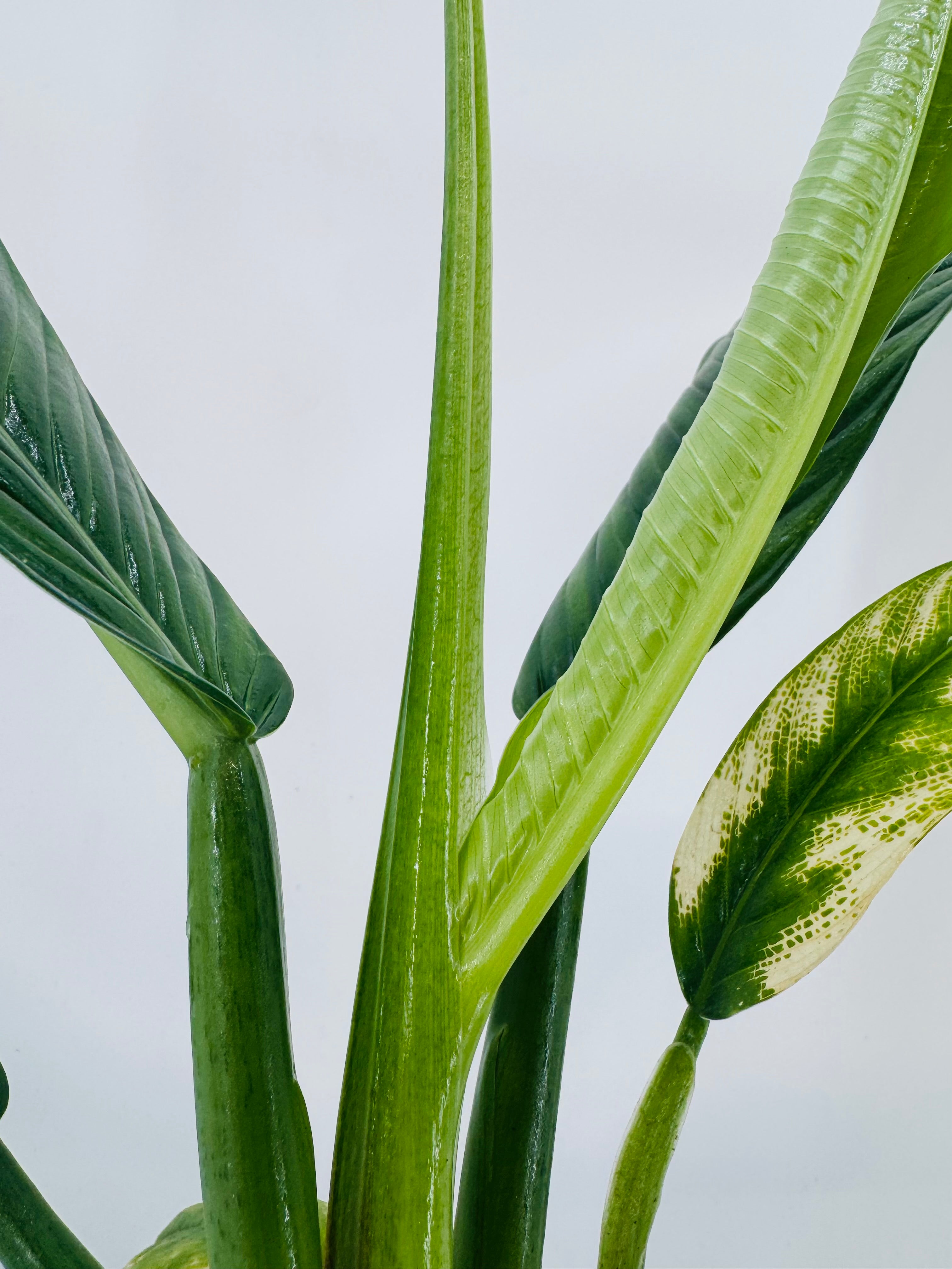 PHILODENDRON CAMPII M14