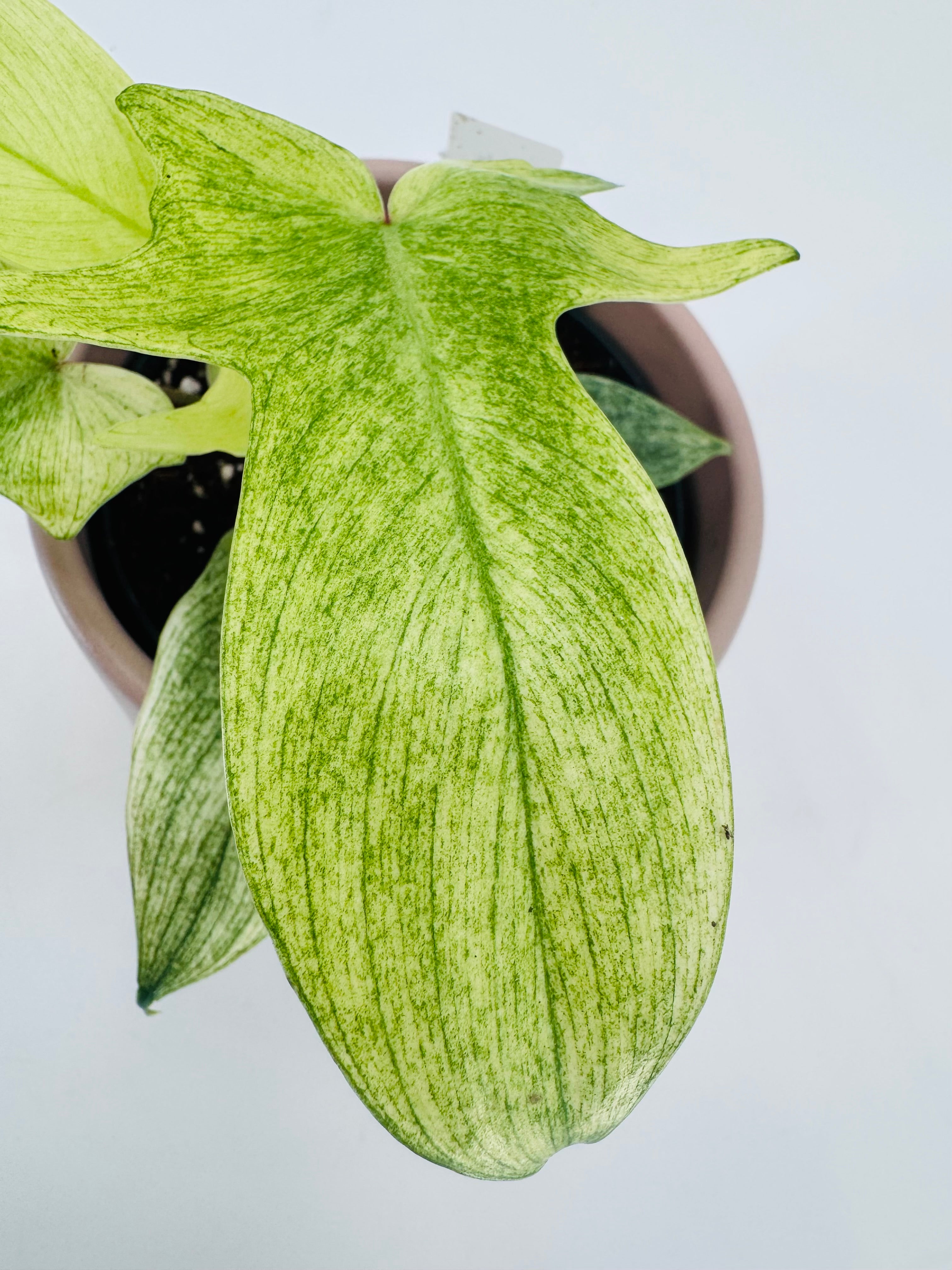 PHILODENDRON FLORIDA GOST M12