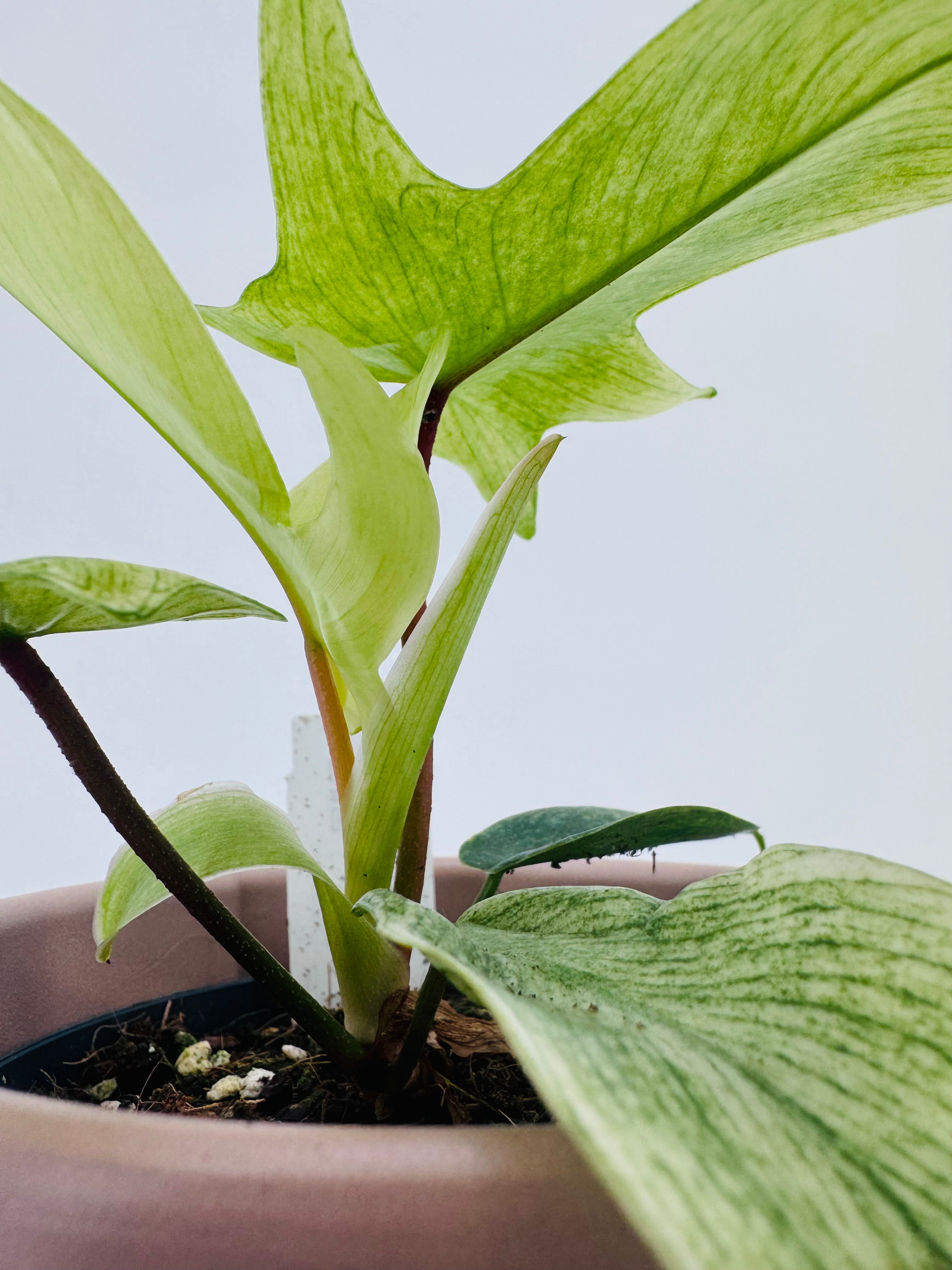 PHILODENDRON FLORIDA GOST M12