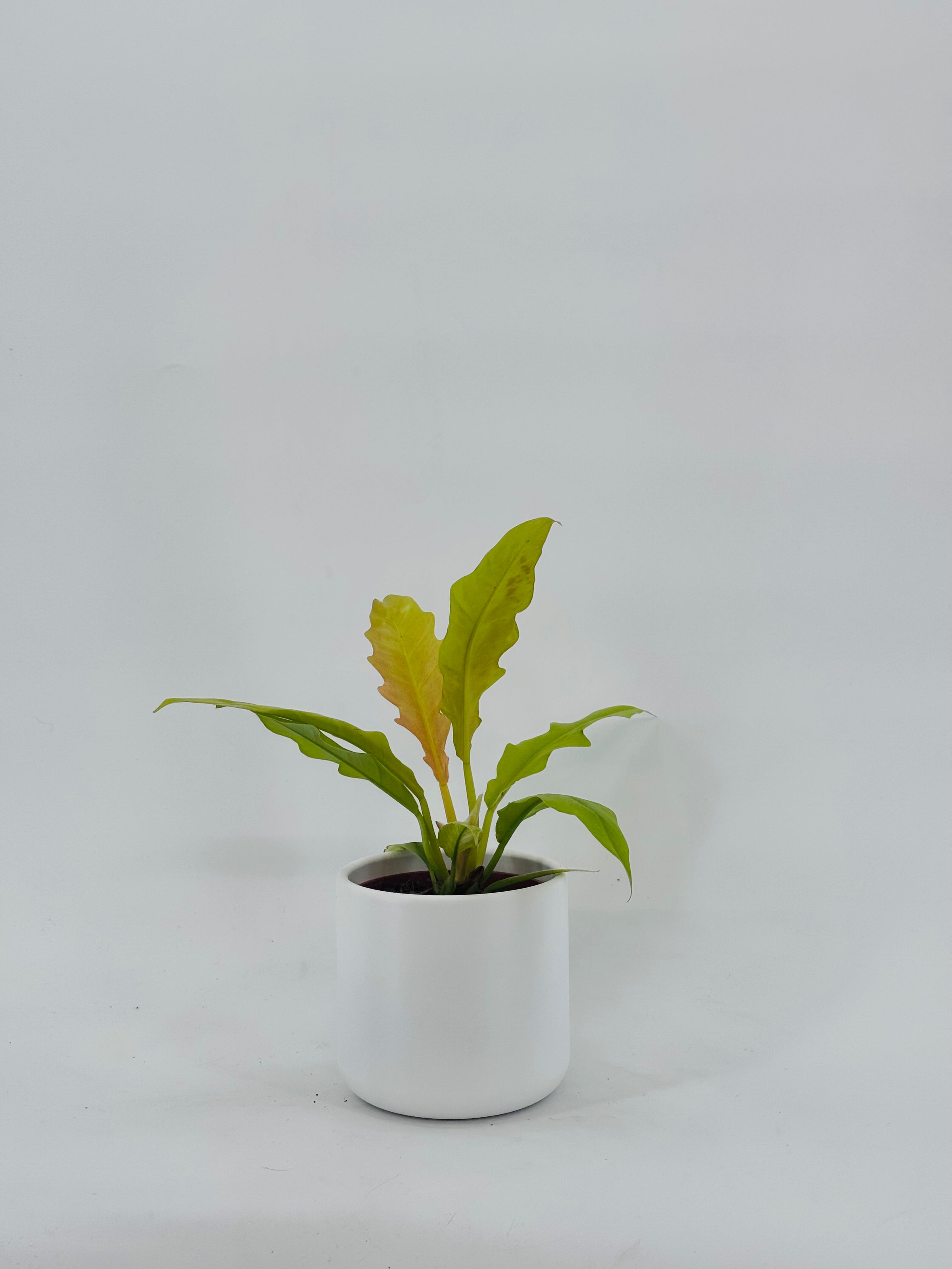 PHILODENDRON GERGAJI GOLDEN SAW M12