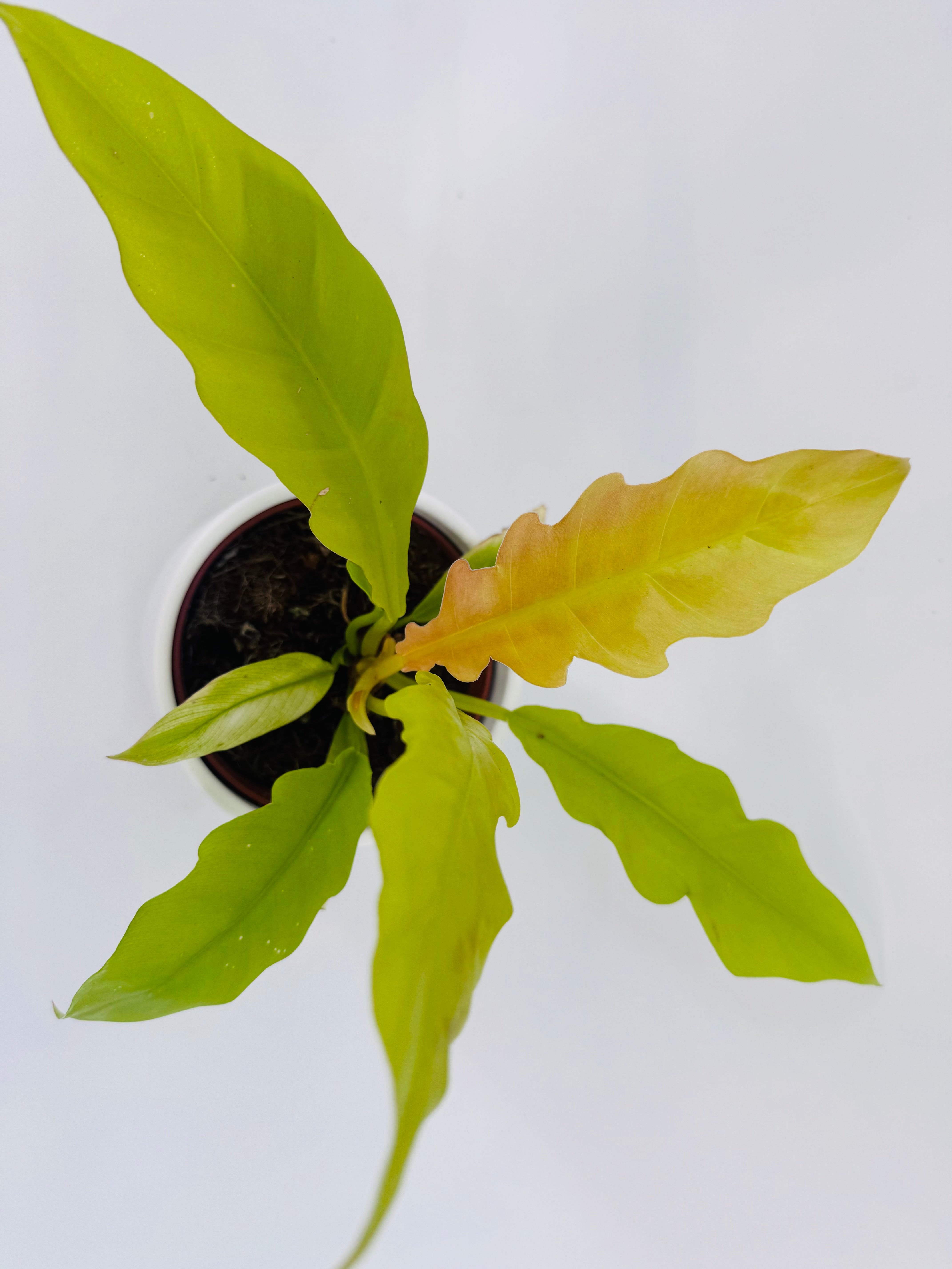PHILODENDRON GERGAJI GOLDEN SAW M12