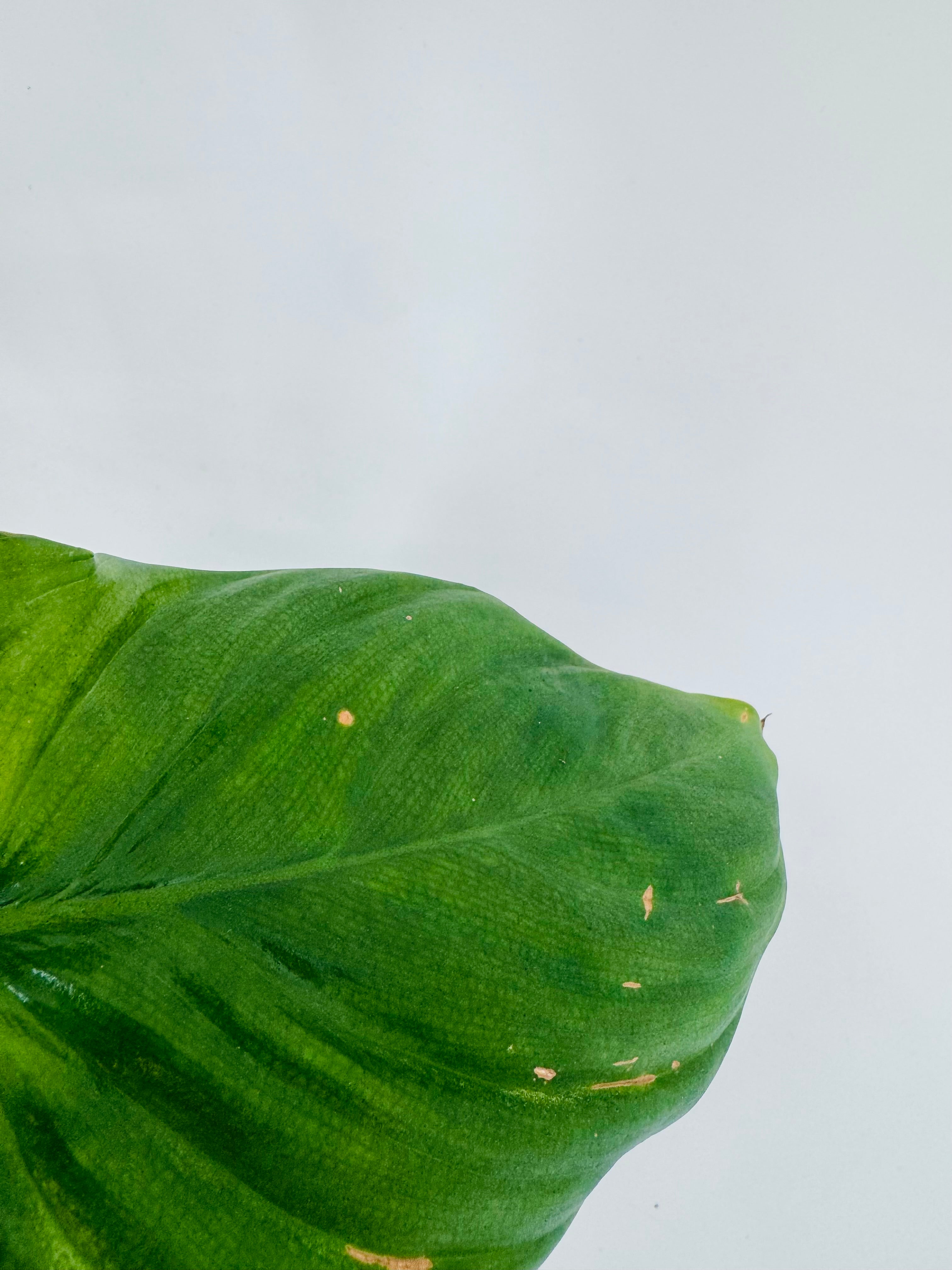 PHILODENDRON GREEN MIX M12
