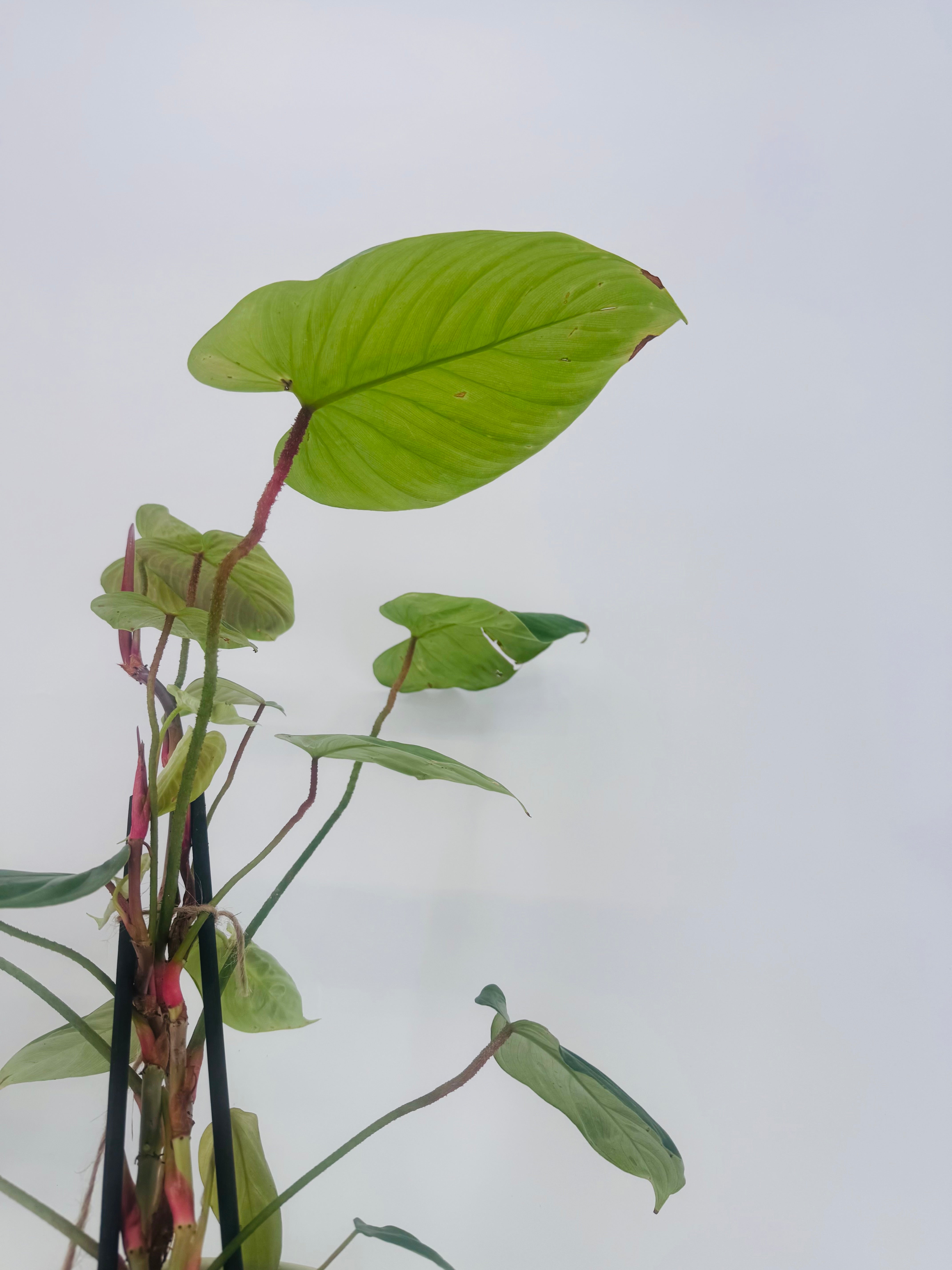 PHILODENDRON GREEN MIX M12