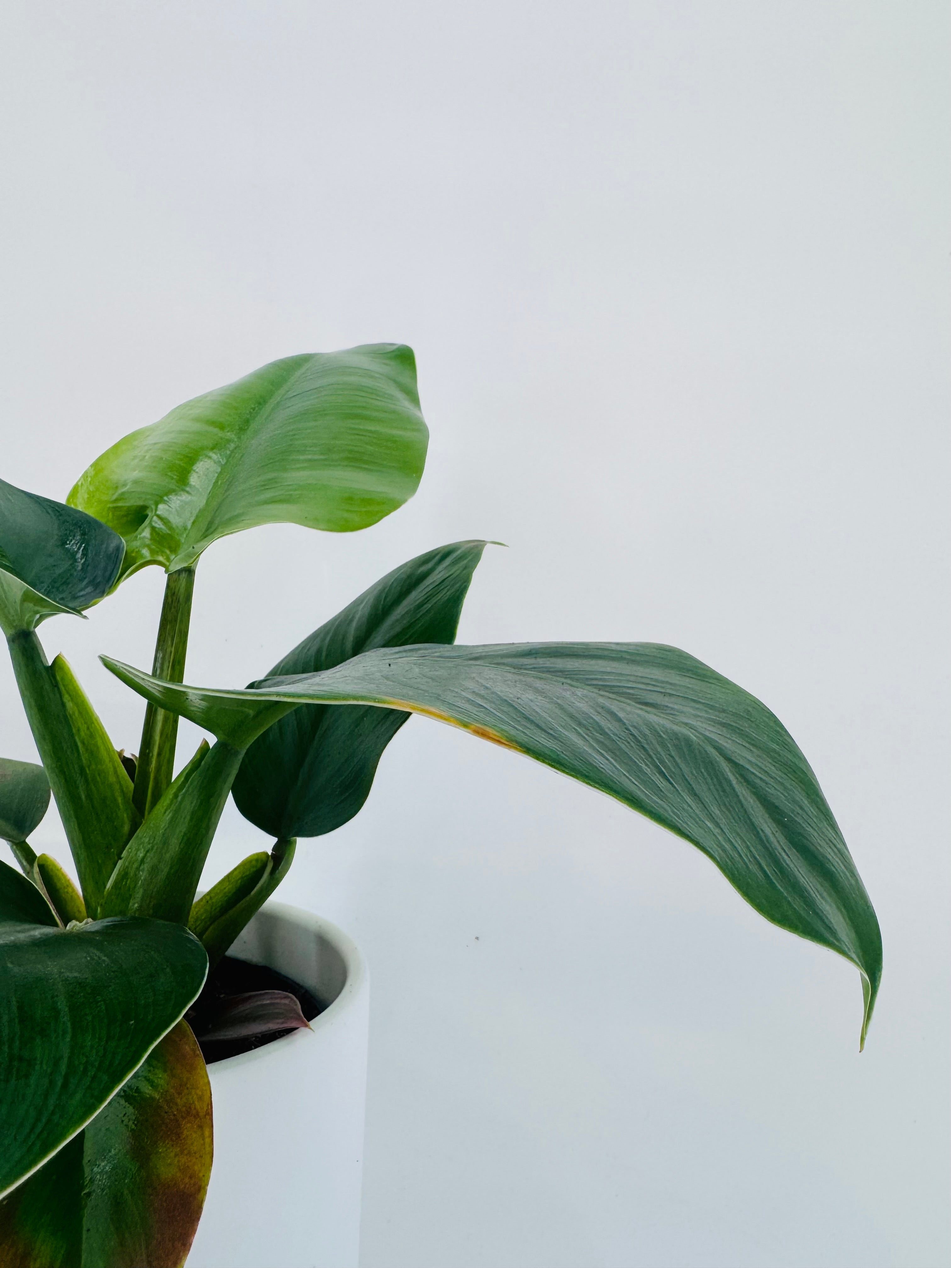 PHILODENDRON IMPERIAL GREEN M12