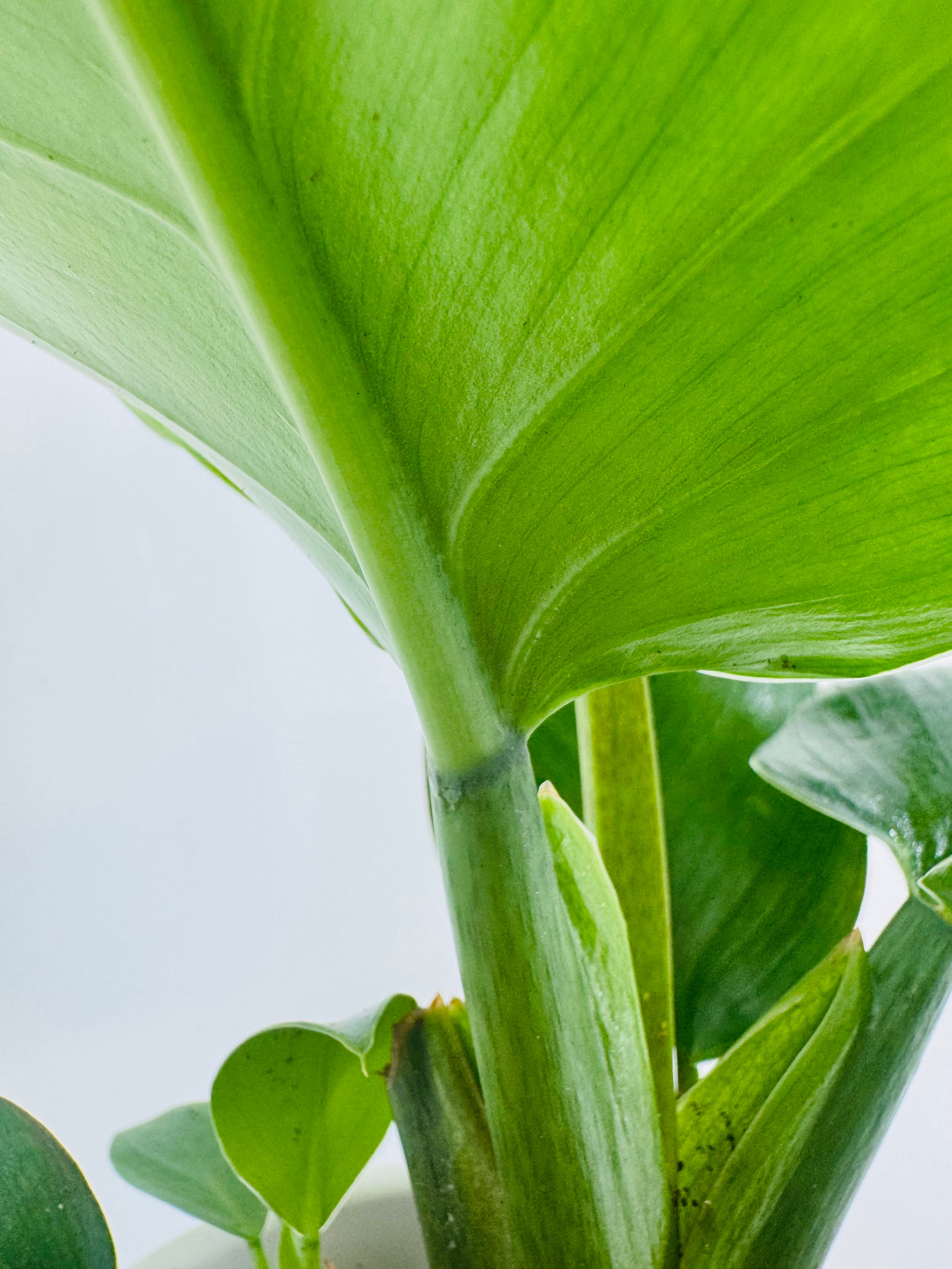 PHILODENDRON IMPERIAL GREEN M12