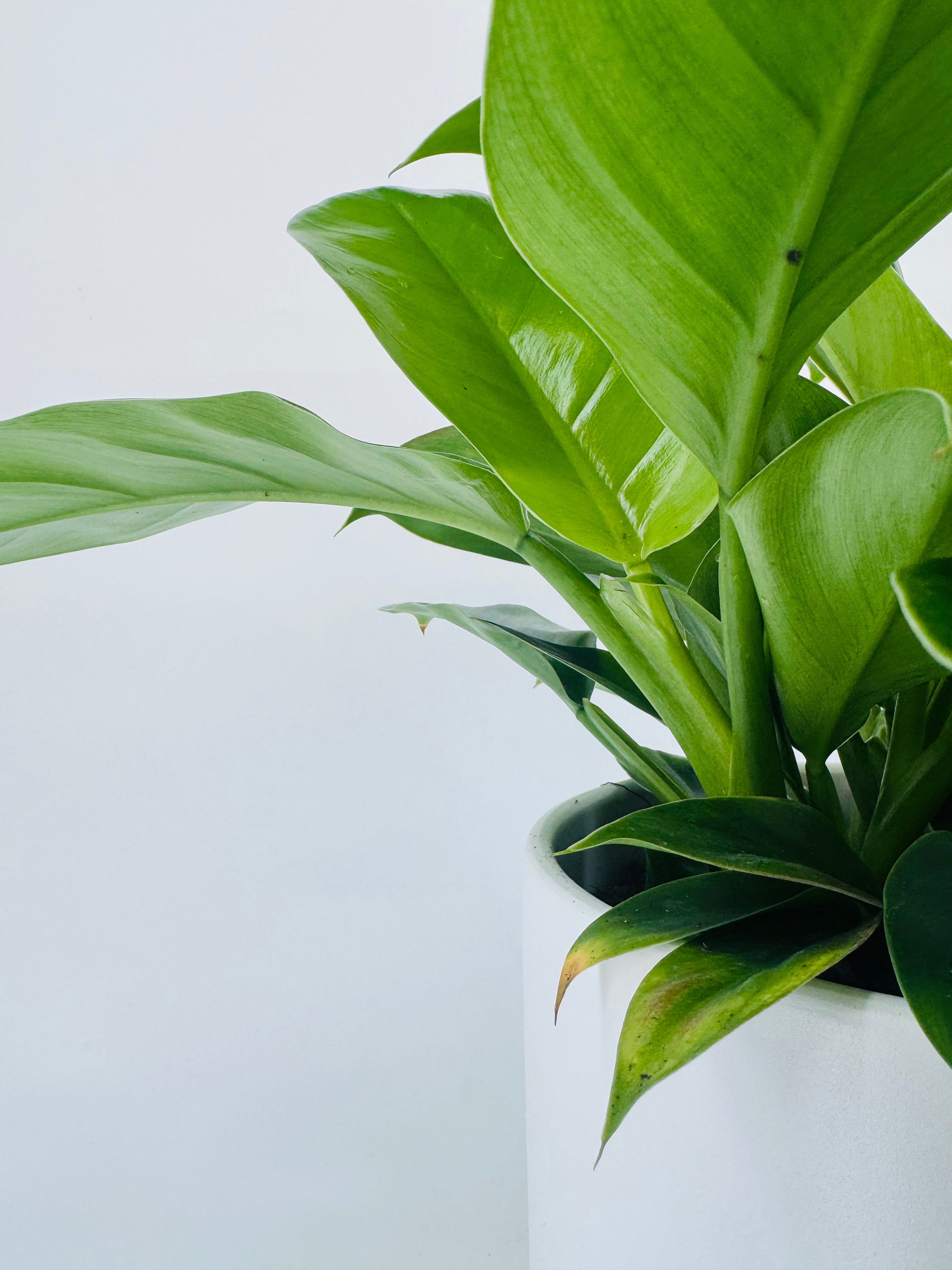 PHILODENDRON IMPERIAL GREEN M17