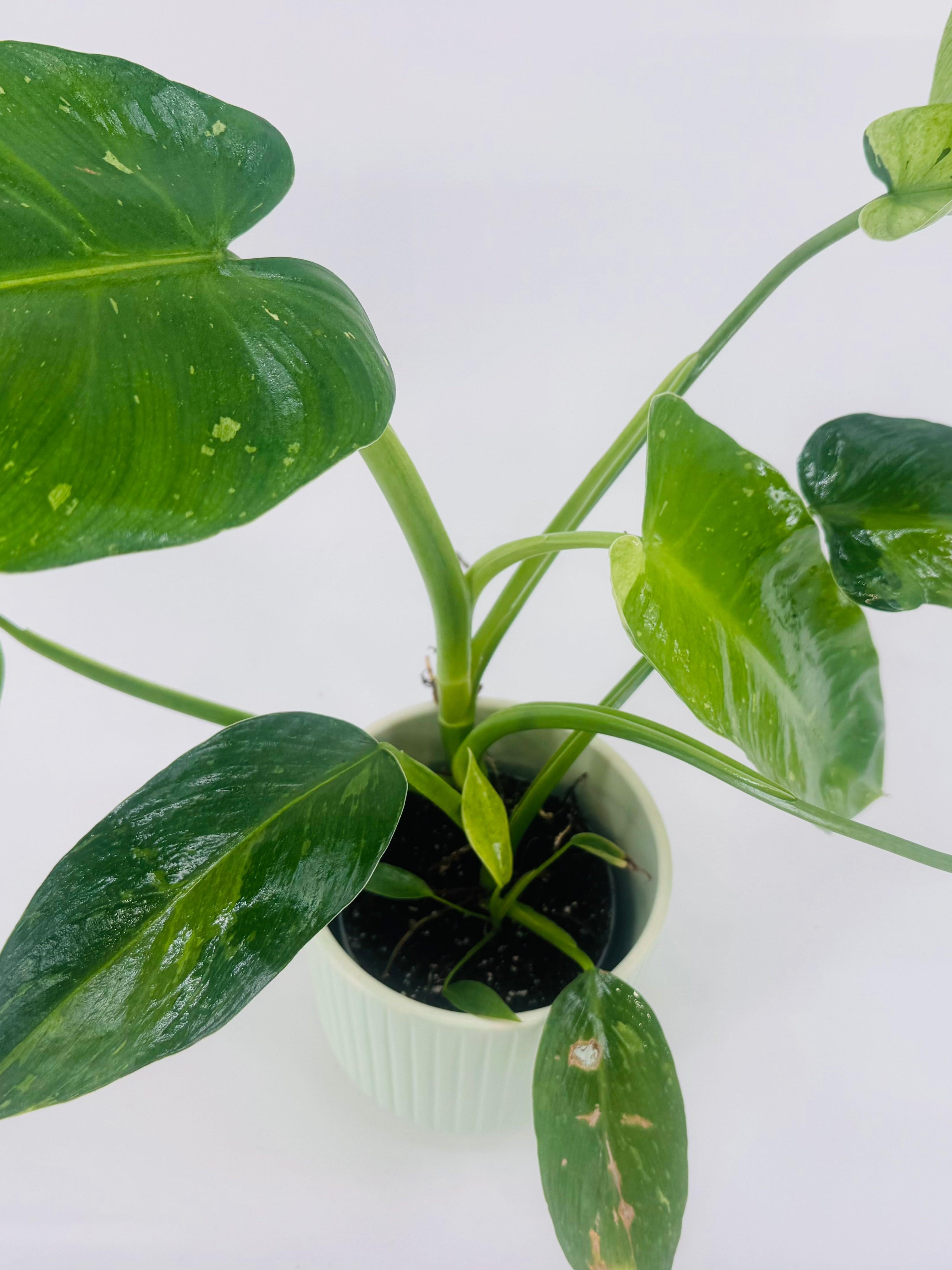 PHILODENDRON JOSE BUONO M12