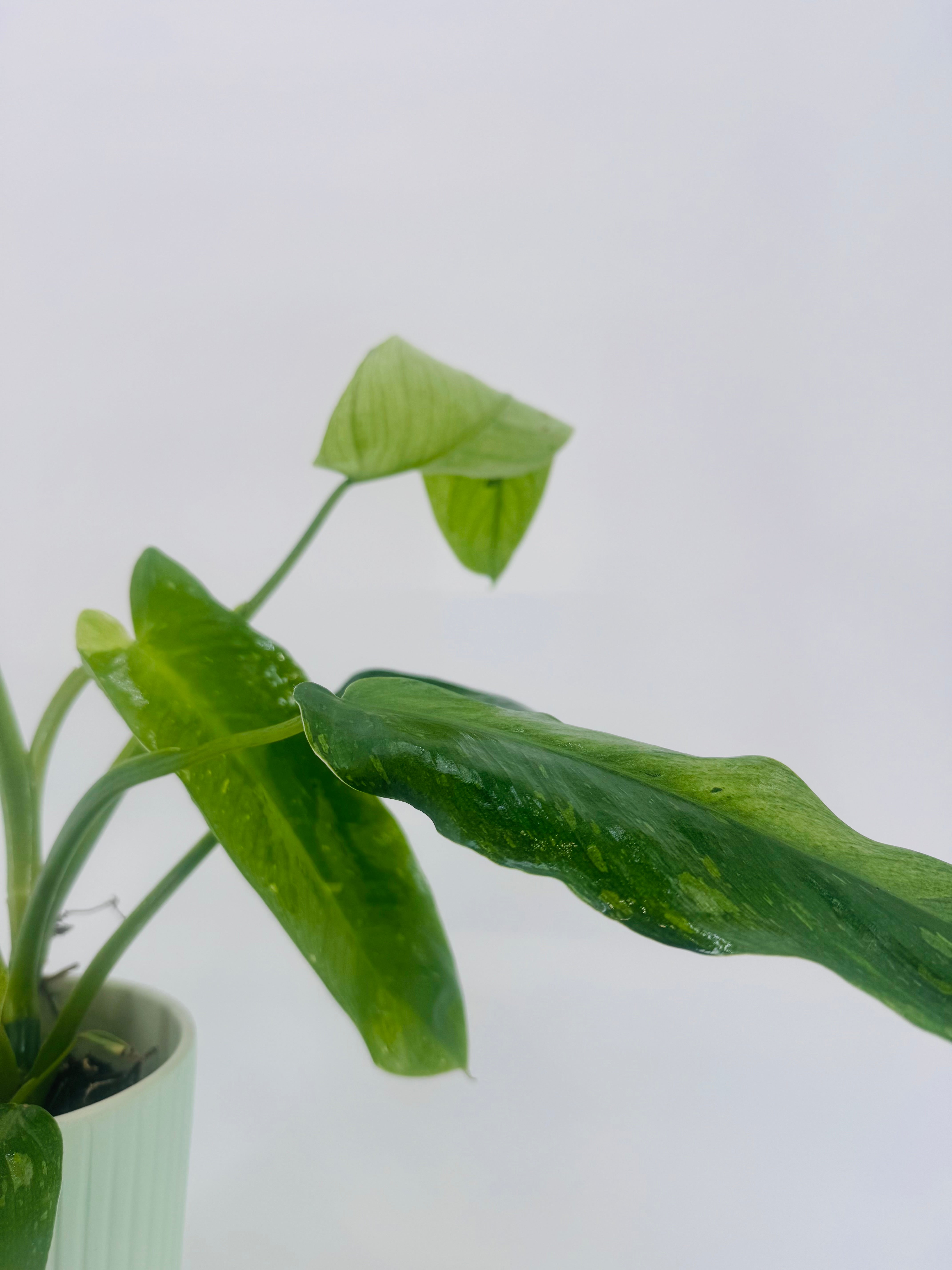 PHILODENDRON JOSE BUONO M12