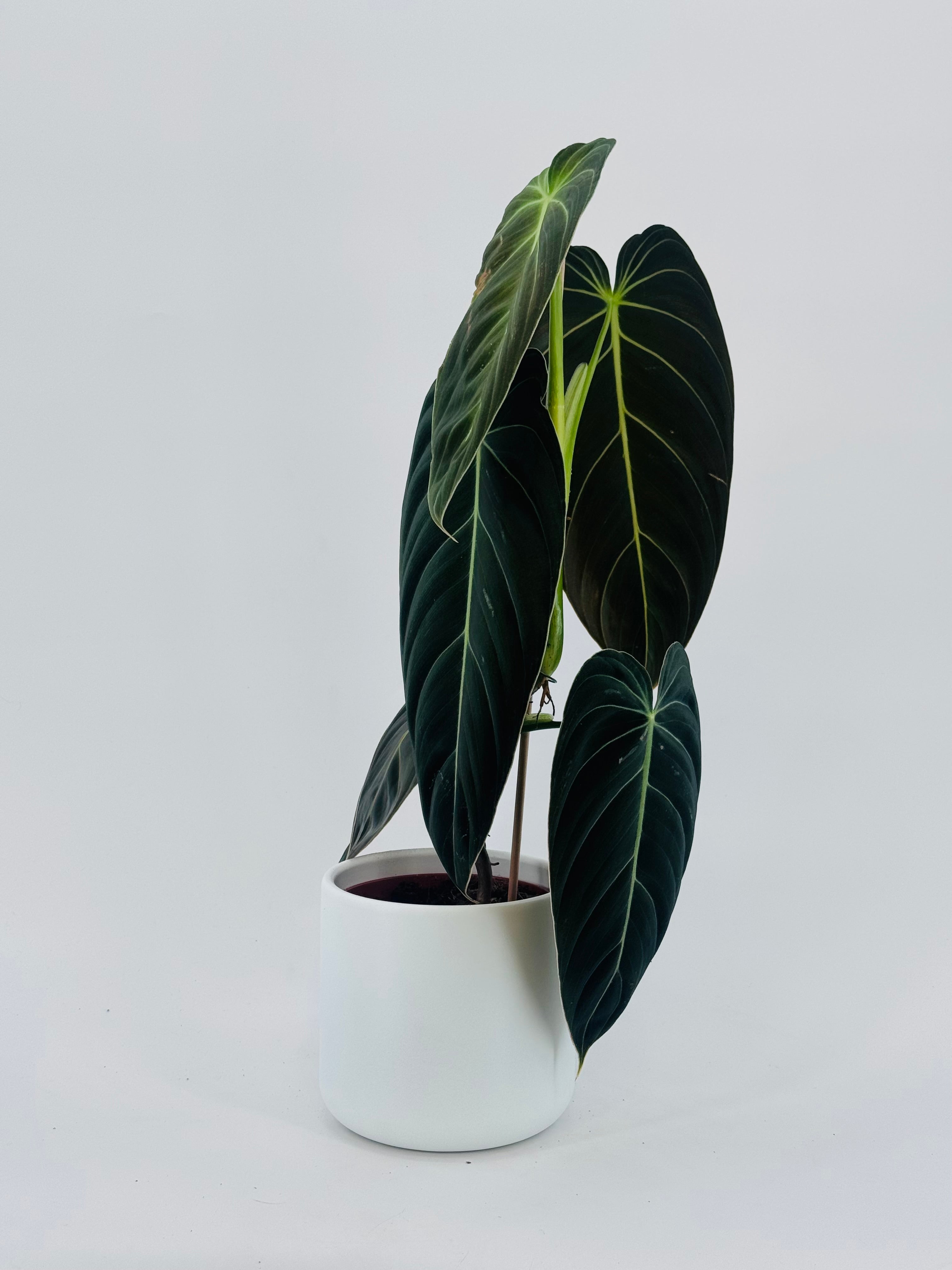 PHILODENDRON MELANOCHRYSUM M12