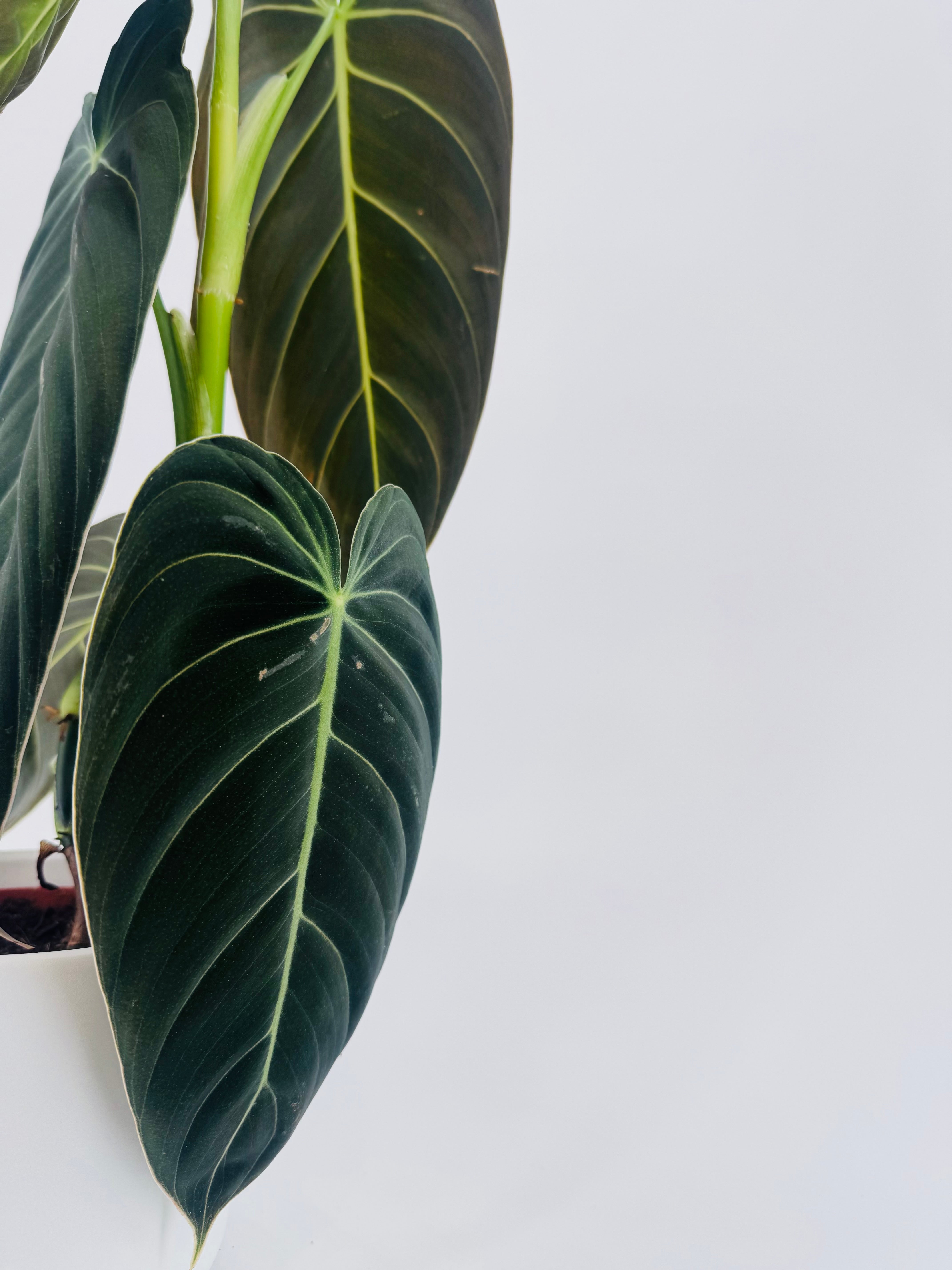 PHILODENDRON MELANOCHRYSUM M12