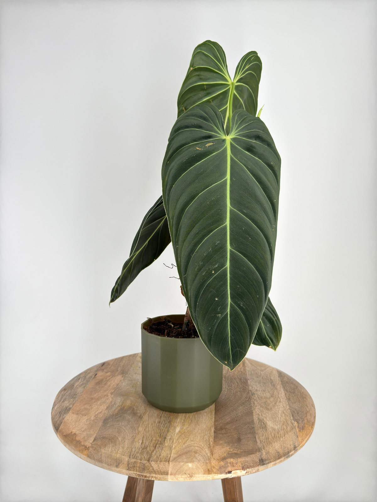PHILODENDRON MELANOCHRYSUM M12