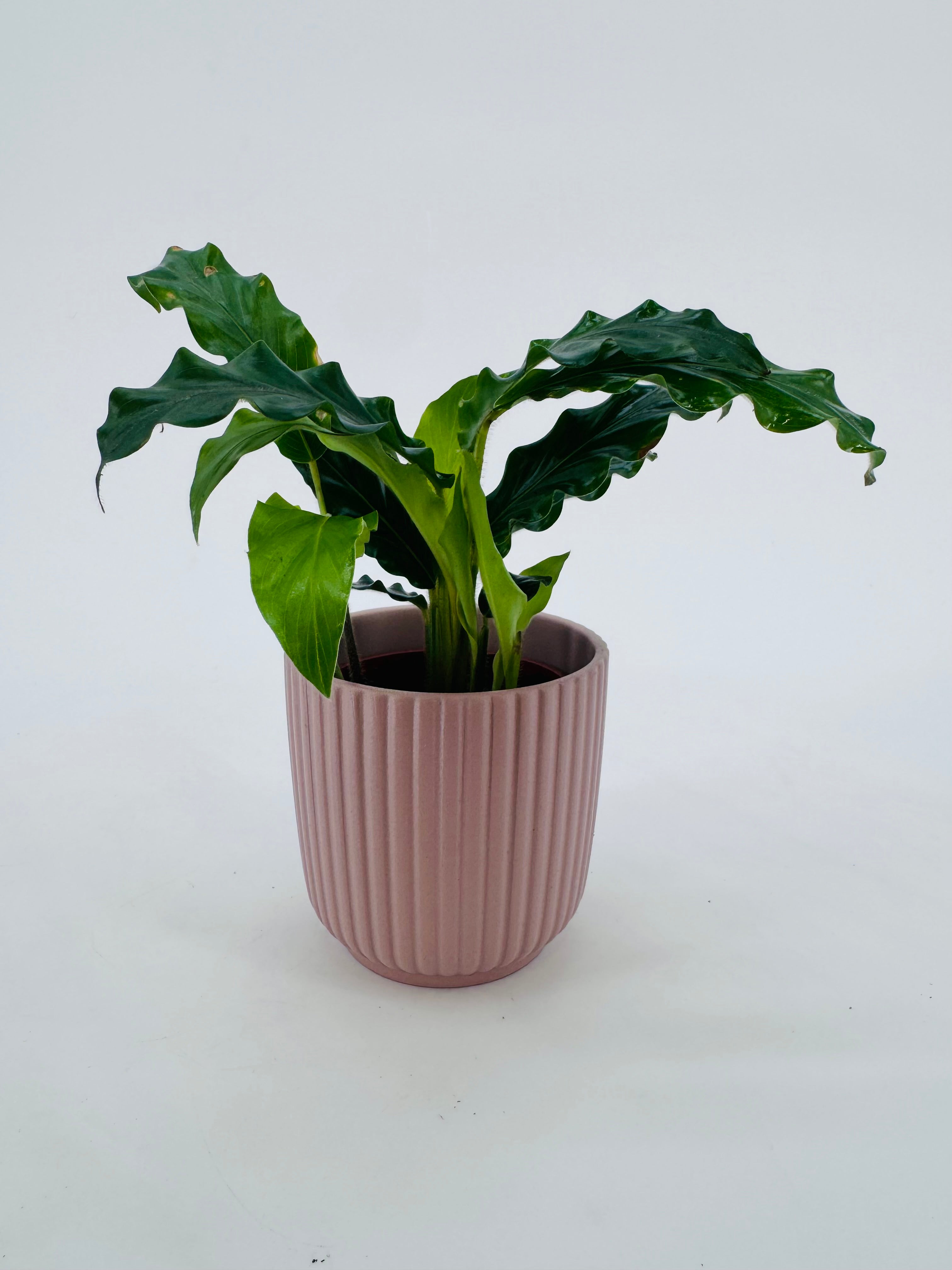 PHILODENDRON MIX M6CM