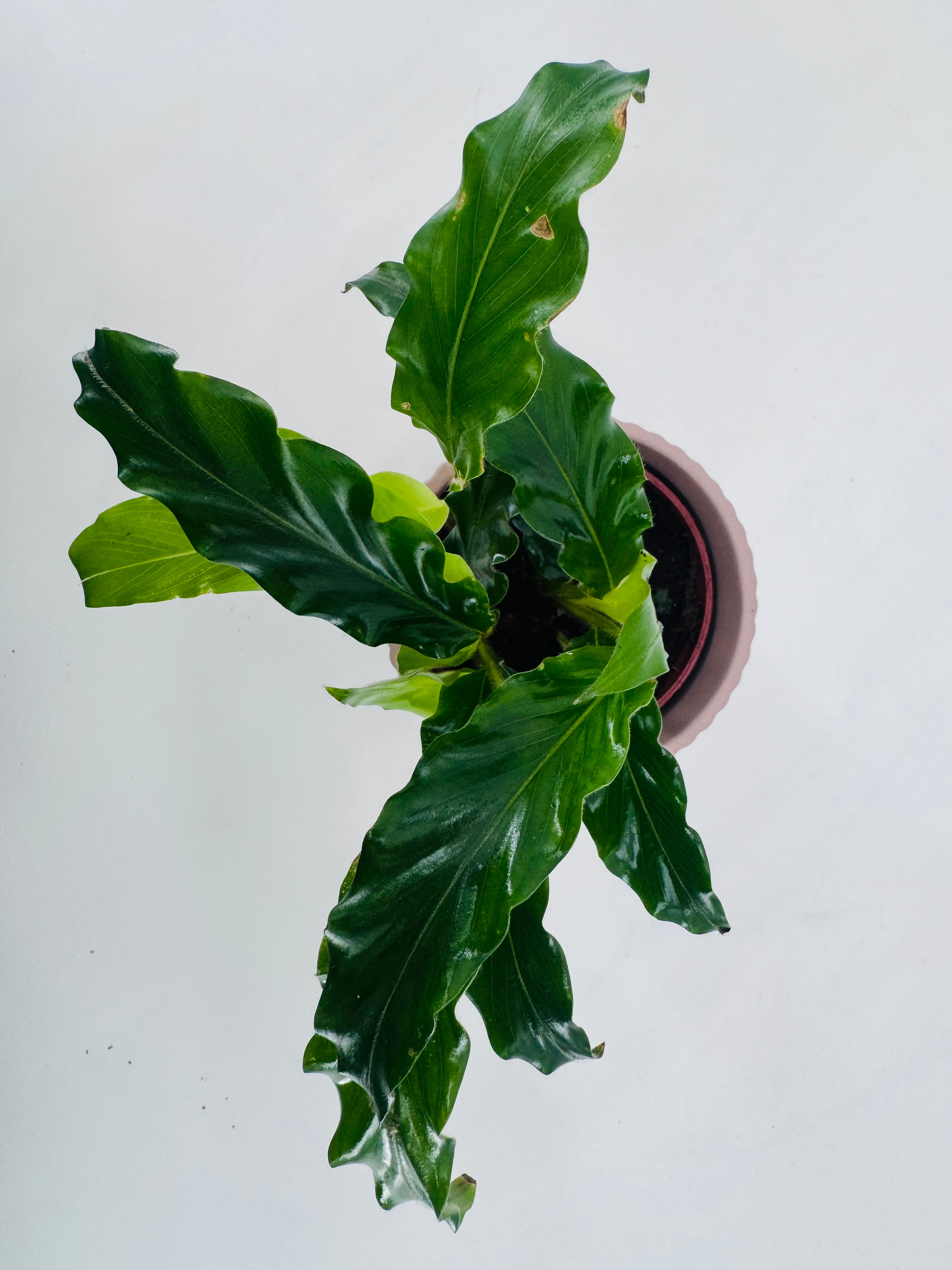 PHILODENDRON MIX M6CM