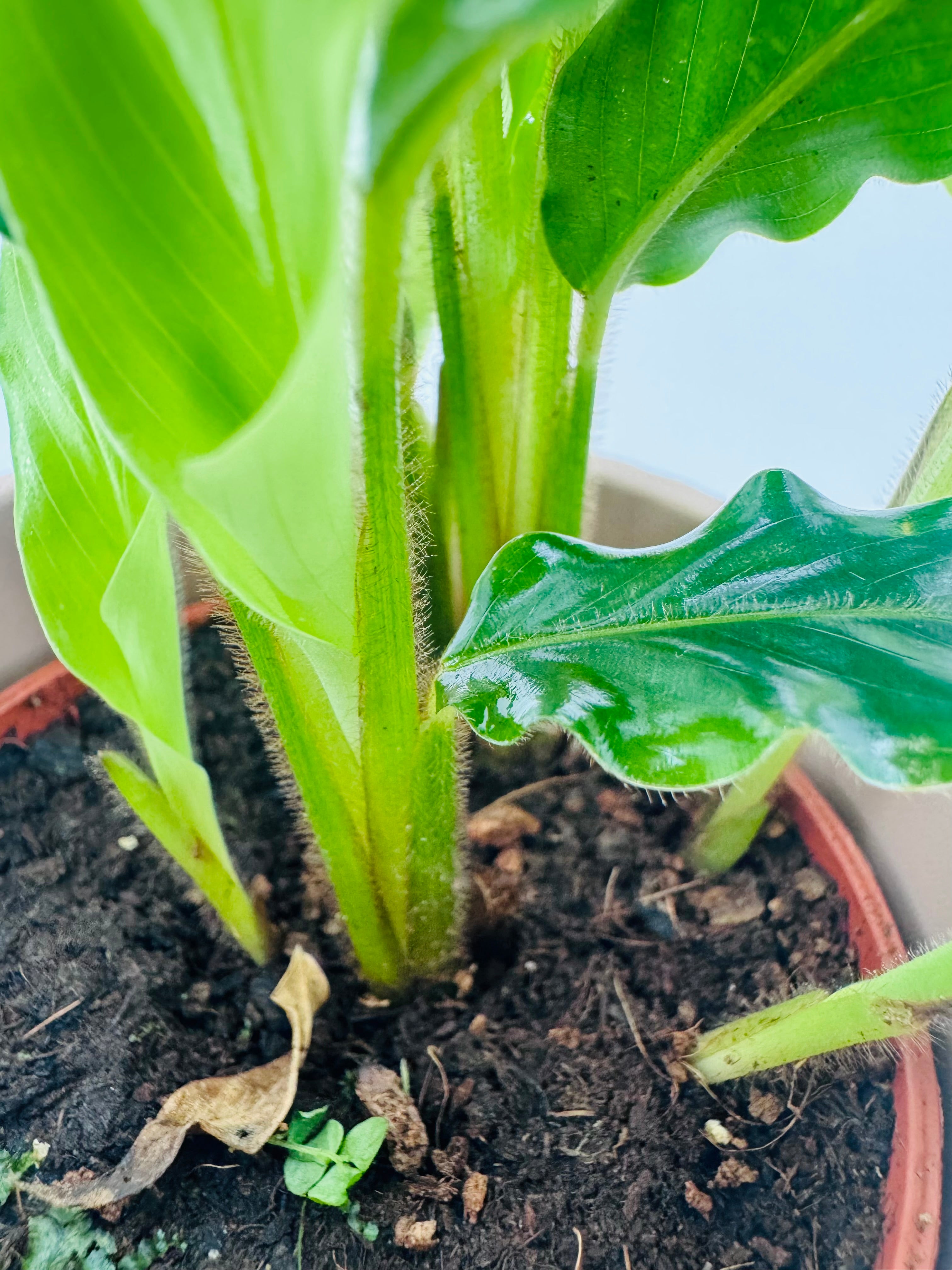 PHILODENDRON MIX M6CM