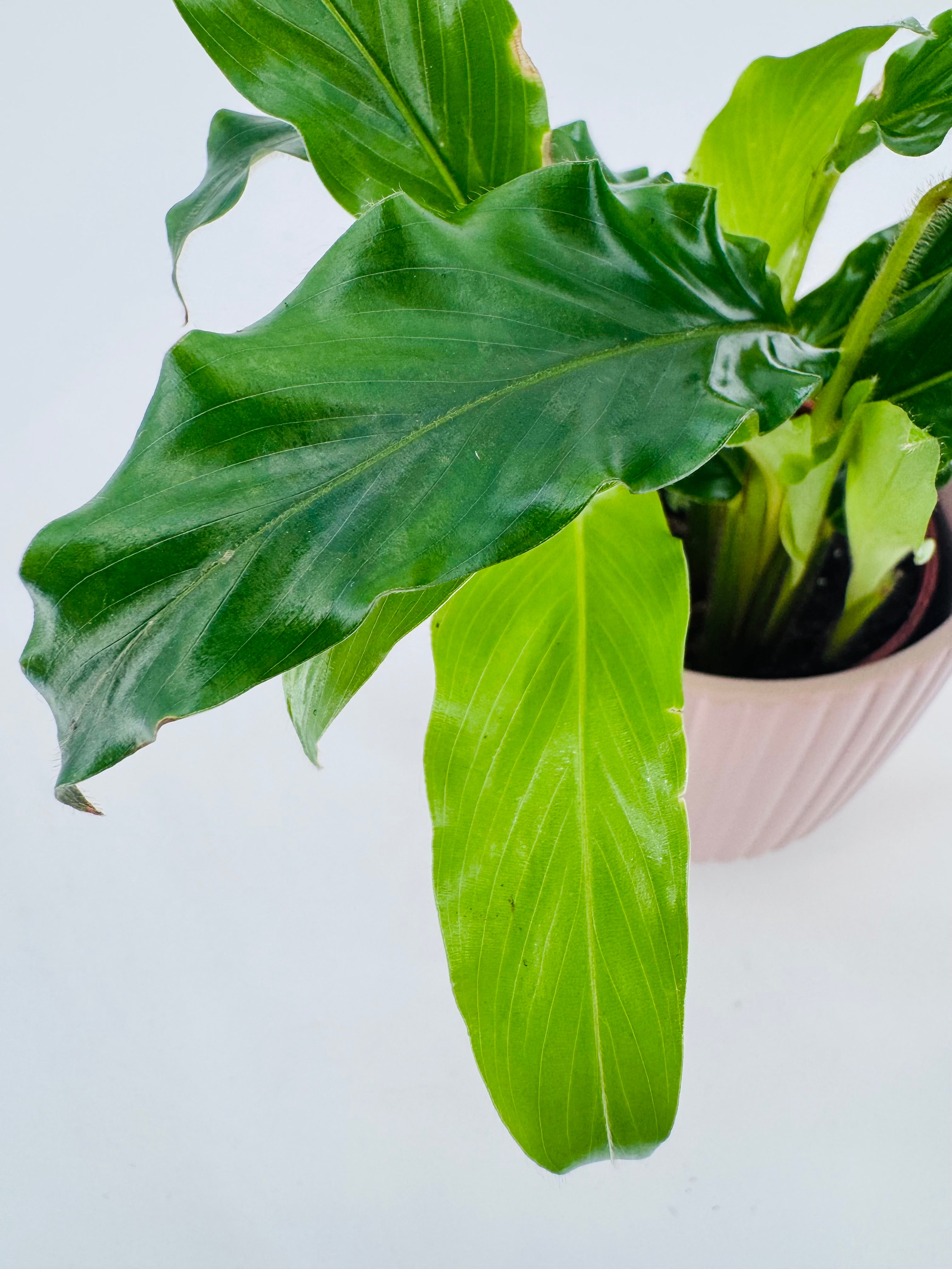 PHILODENDRON MIX M6CM