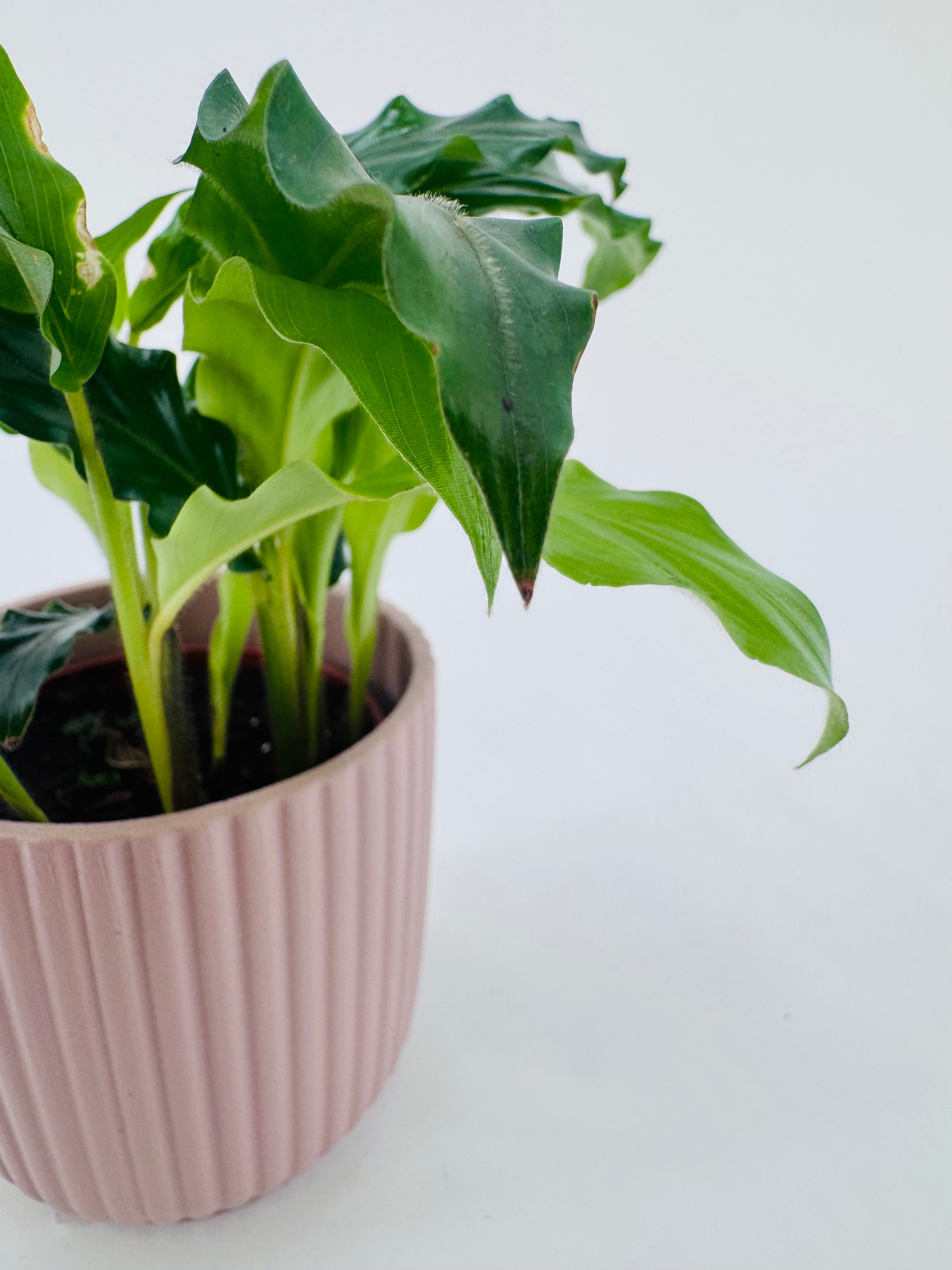 PHILODENDRON MIX M6CM