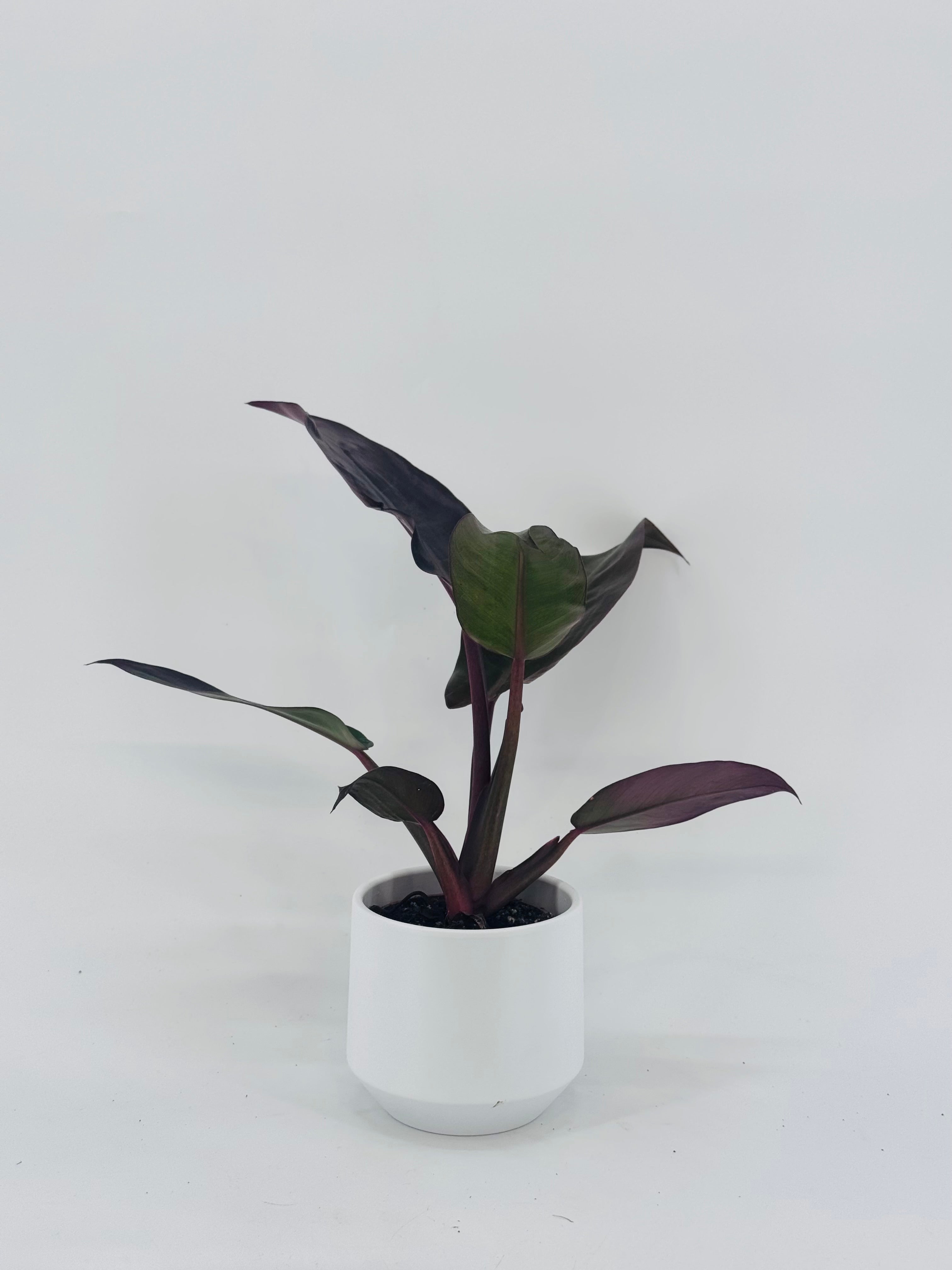 PHILODENDRON MIX M6