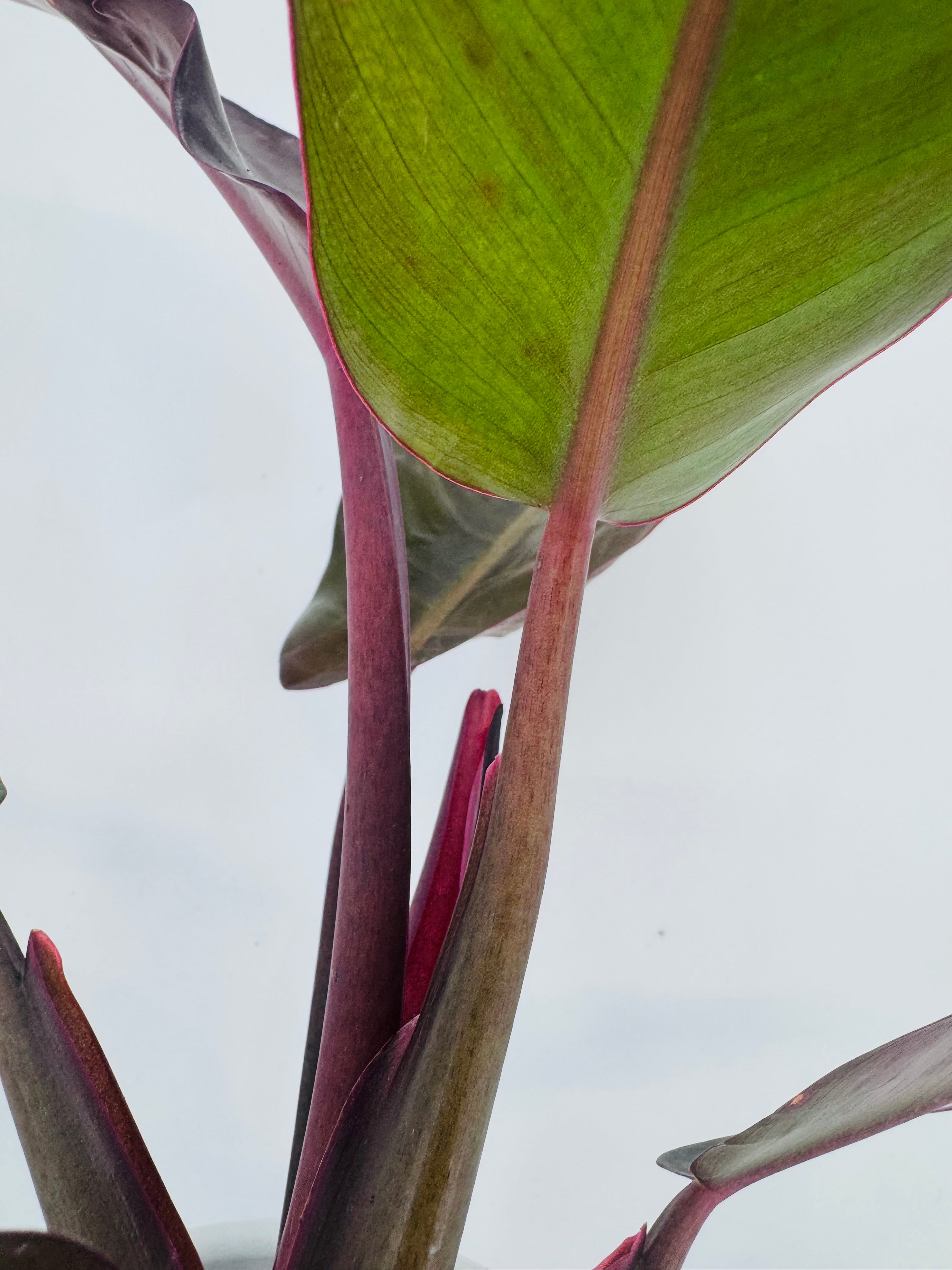 PHILODENDRON MIX M6