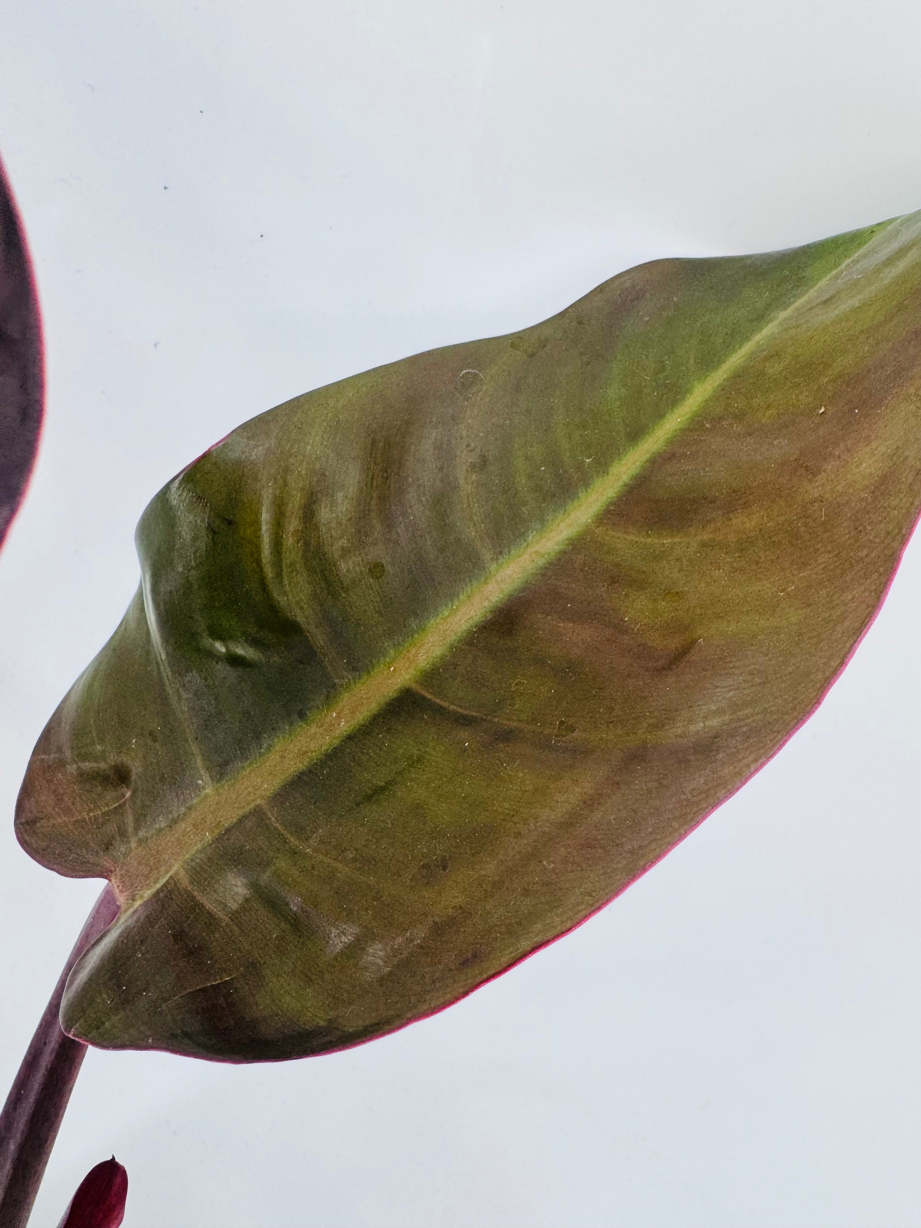 PHILODENDRON MIX M6