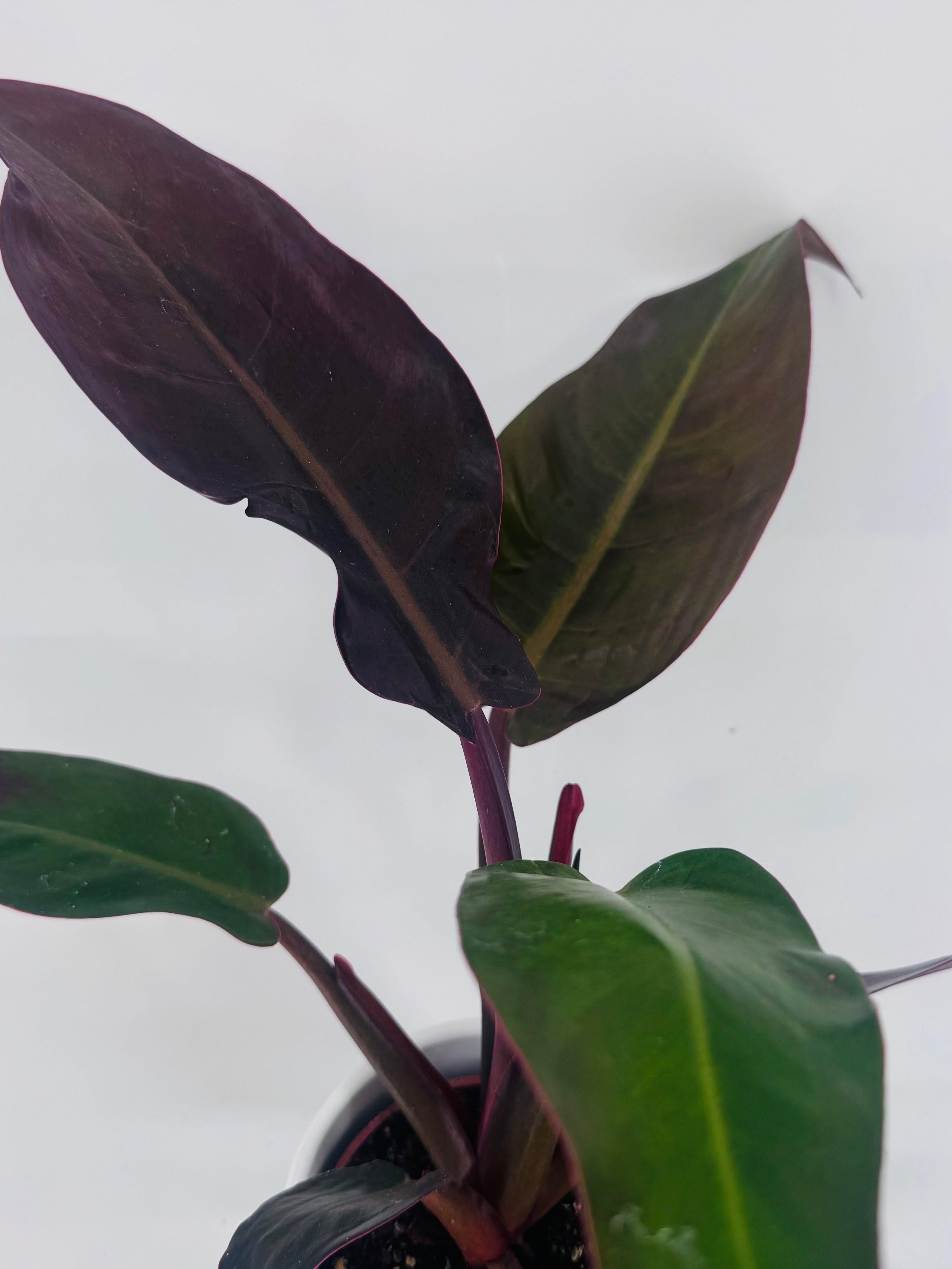 PHILODENDRON MIX M6