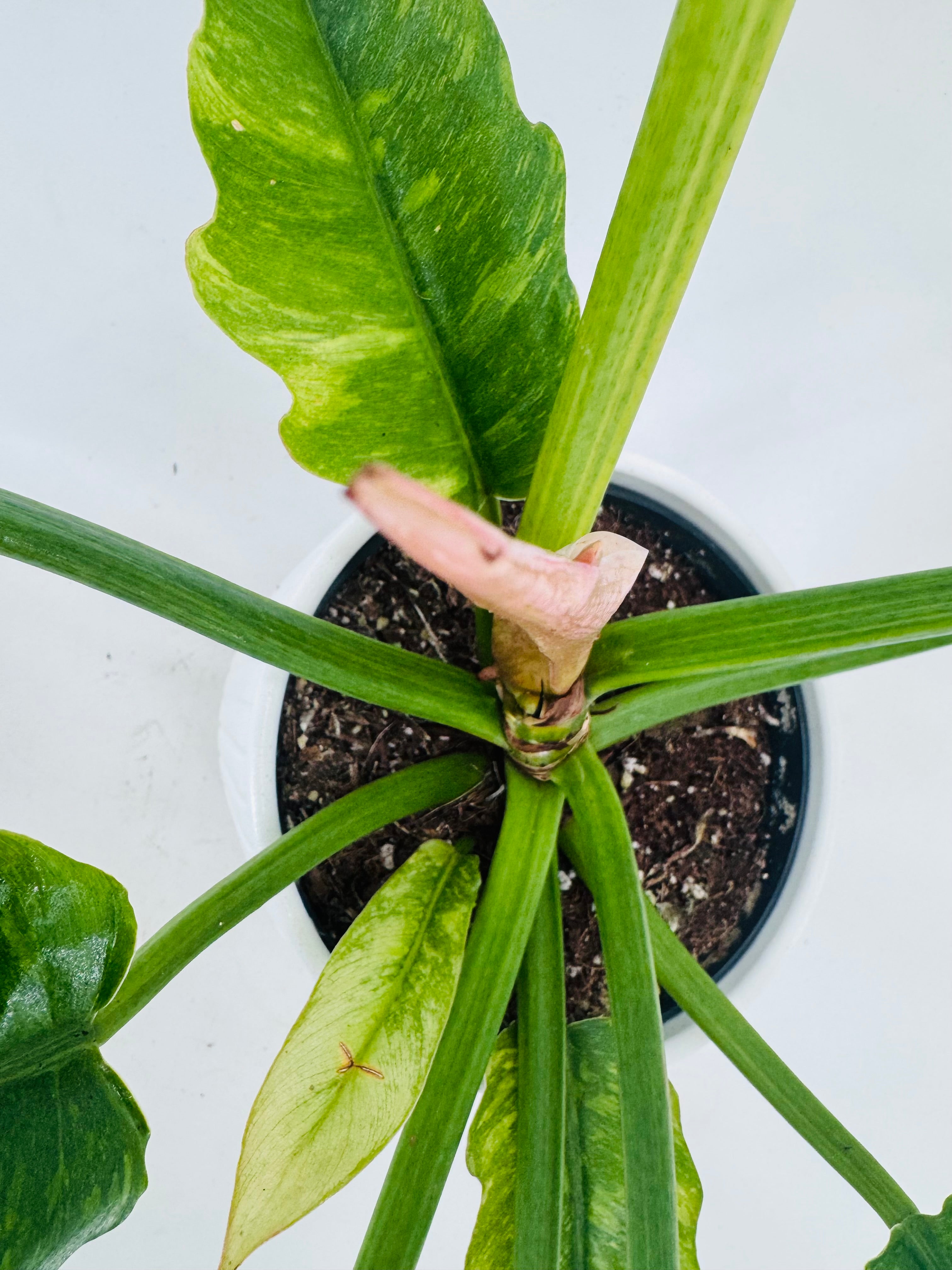 PHILODENDRON NARROW RING OF FIRE.