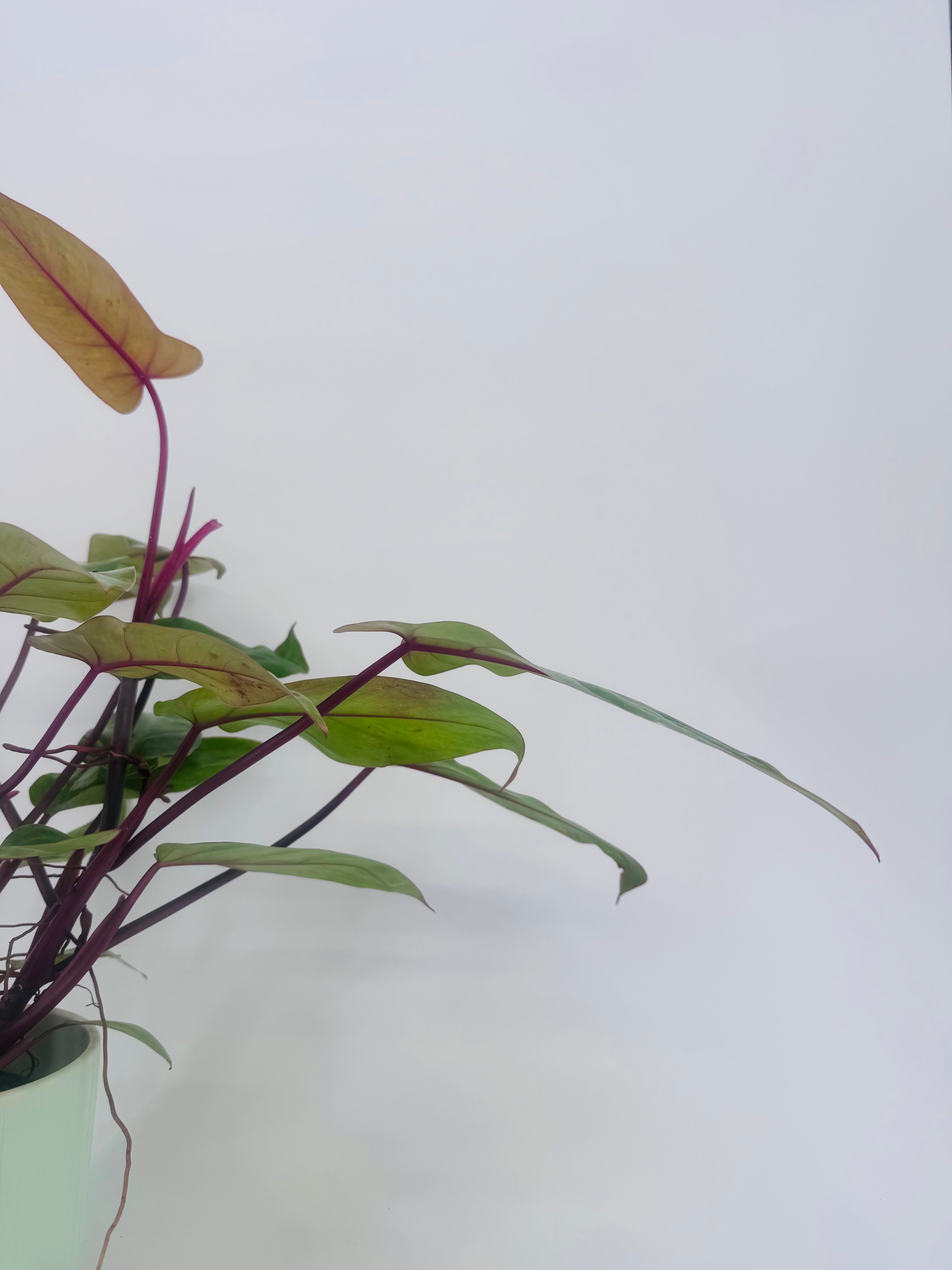 PHILODENDRON PAINTED LADY M12