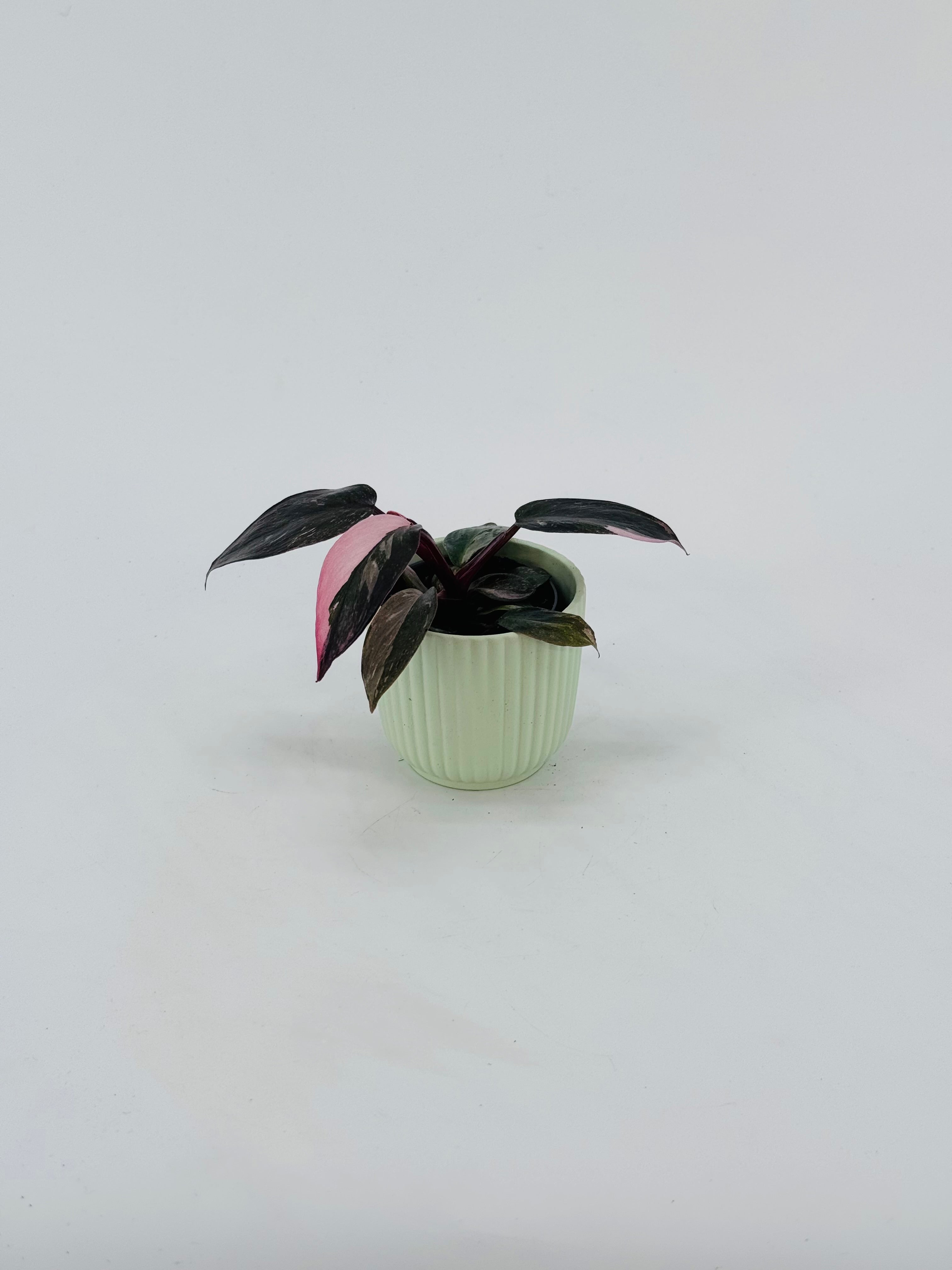 PHILODENDRON PINK PRINCESS M6