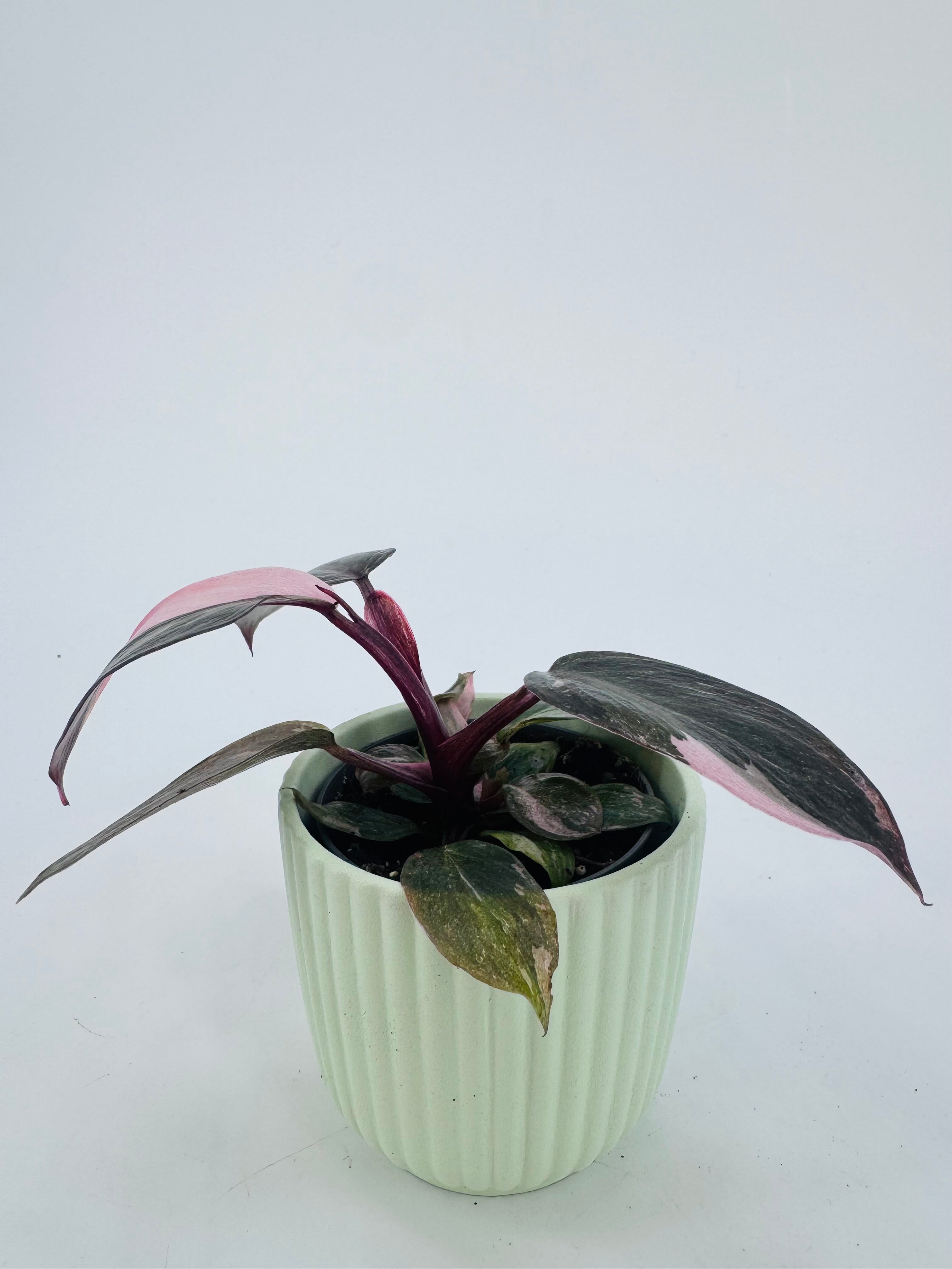 PHILODENDRON PINK PRINCESS M6