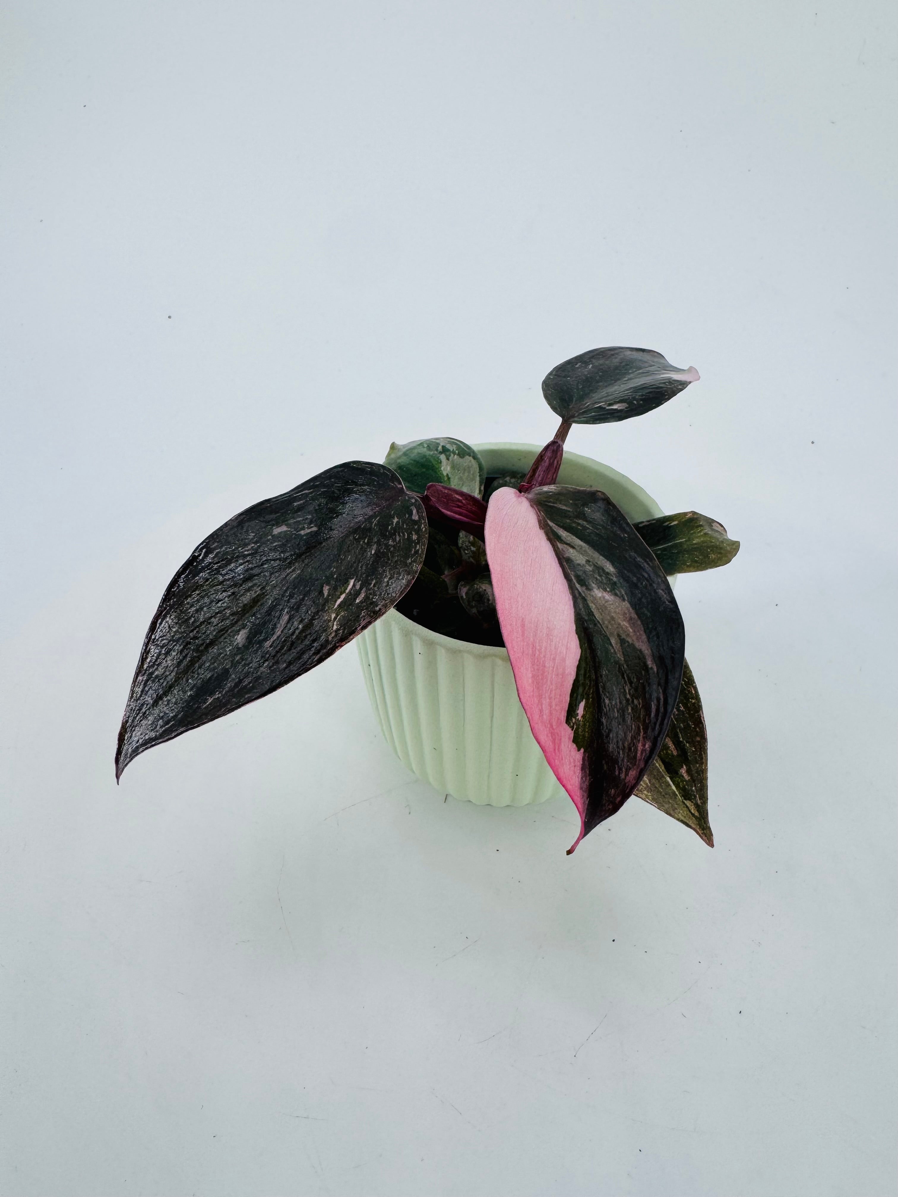 PHILODENDRON PINK PRINCESS M6