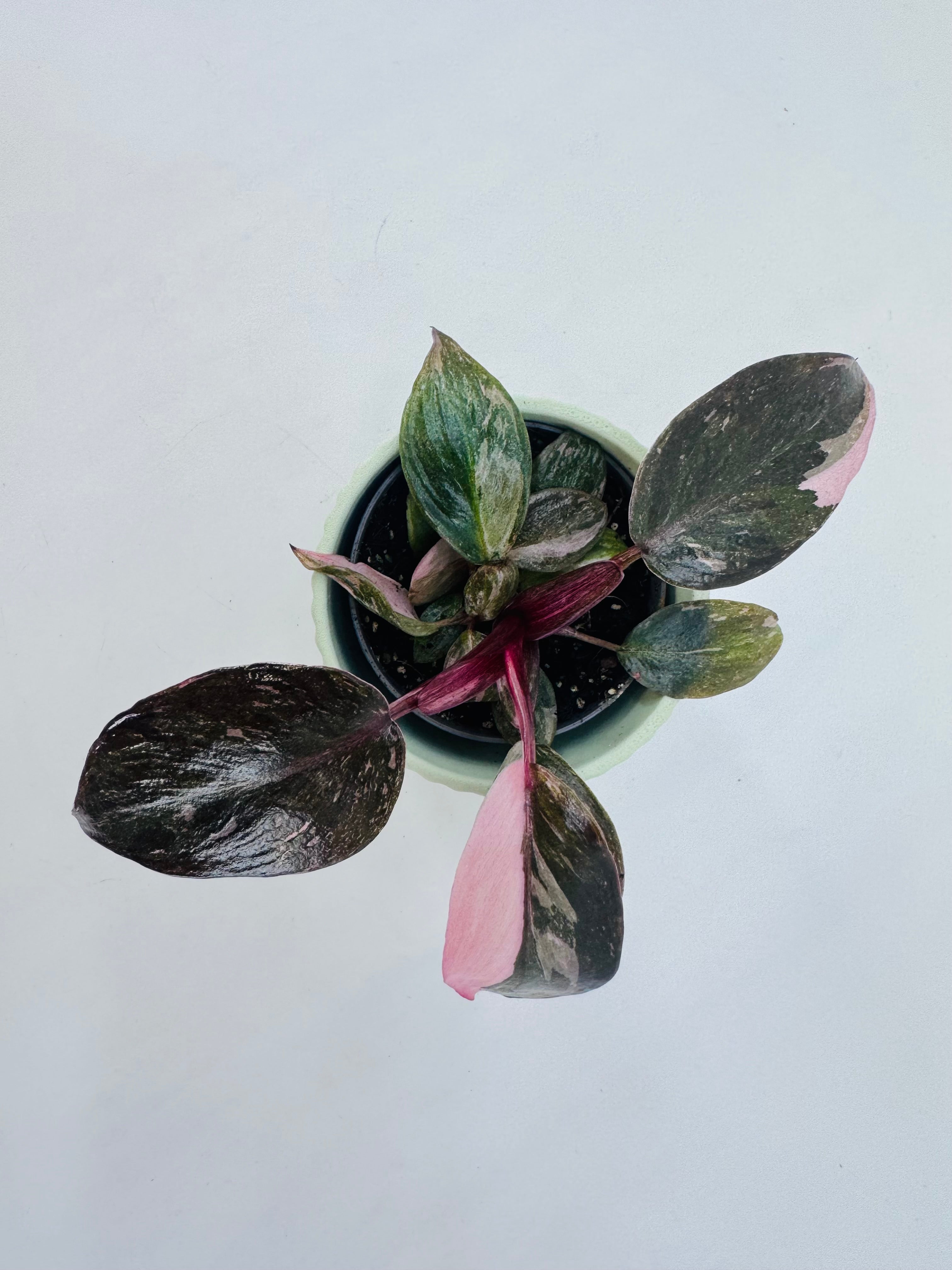 PHILODENDRON PINK PRINCESS M6