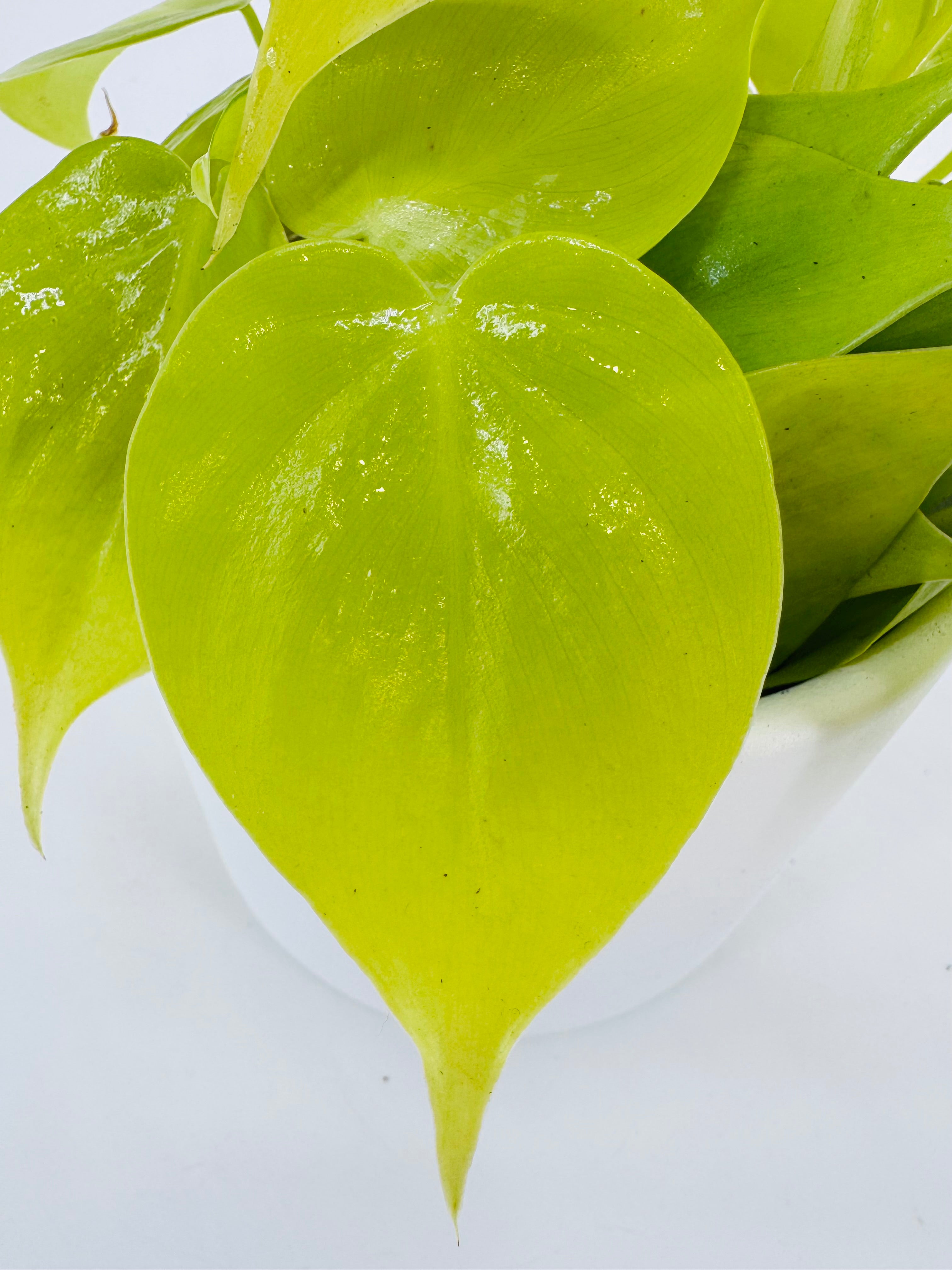 PHILODENDRON SCANDENS MICANS M12