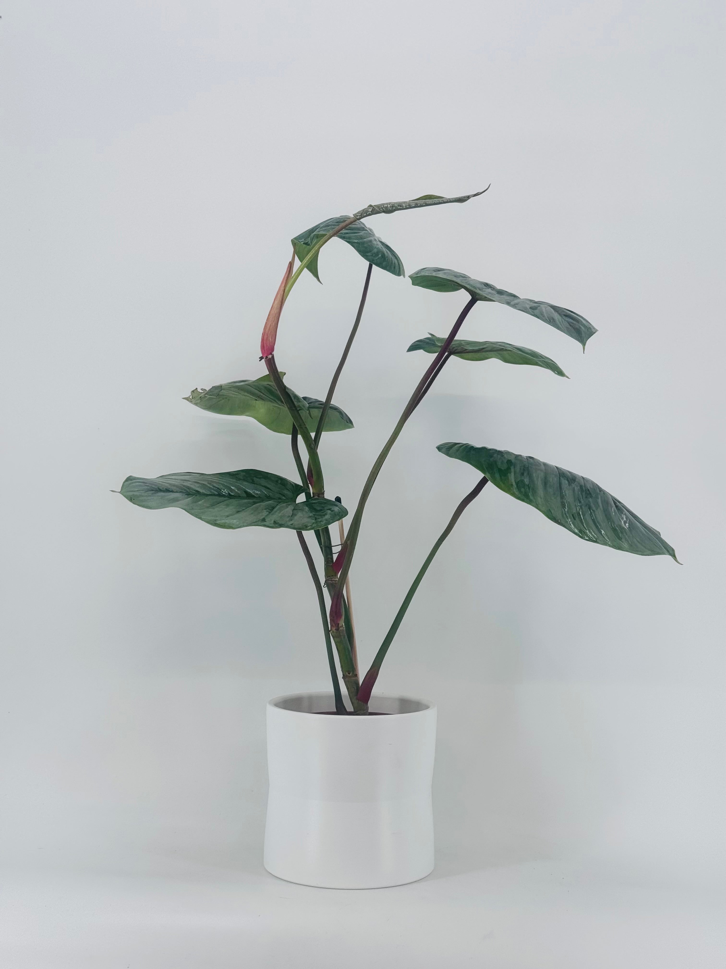 PHILODENDRON SODIROI M15