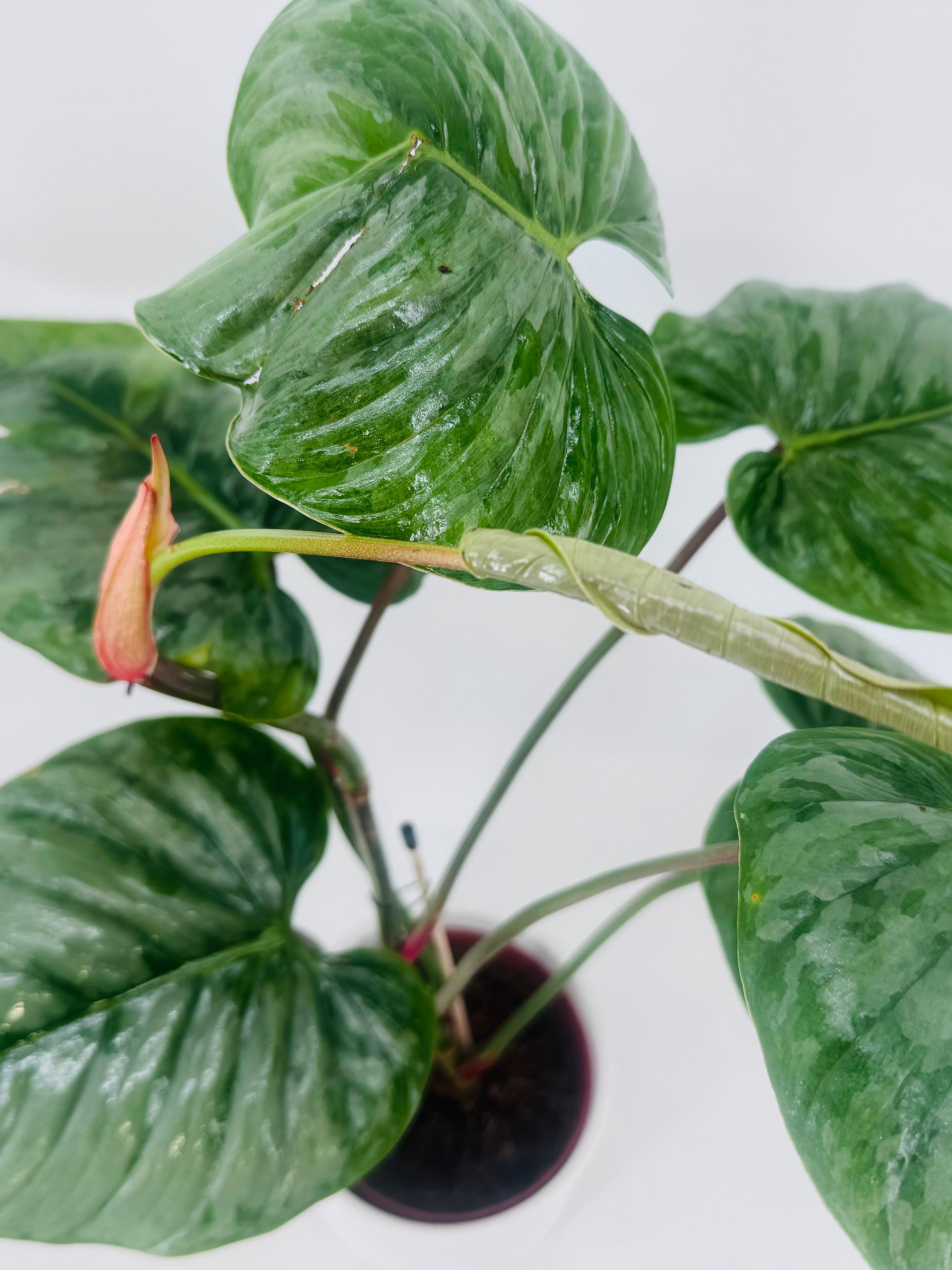 PHILODENDRON SODIROI M15