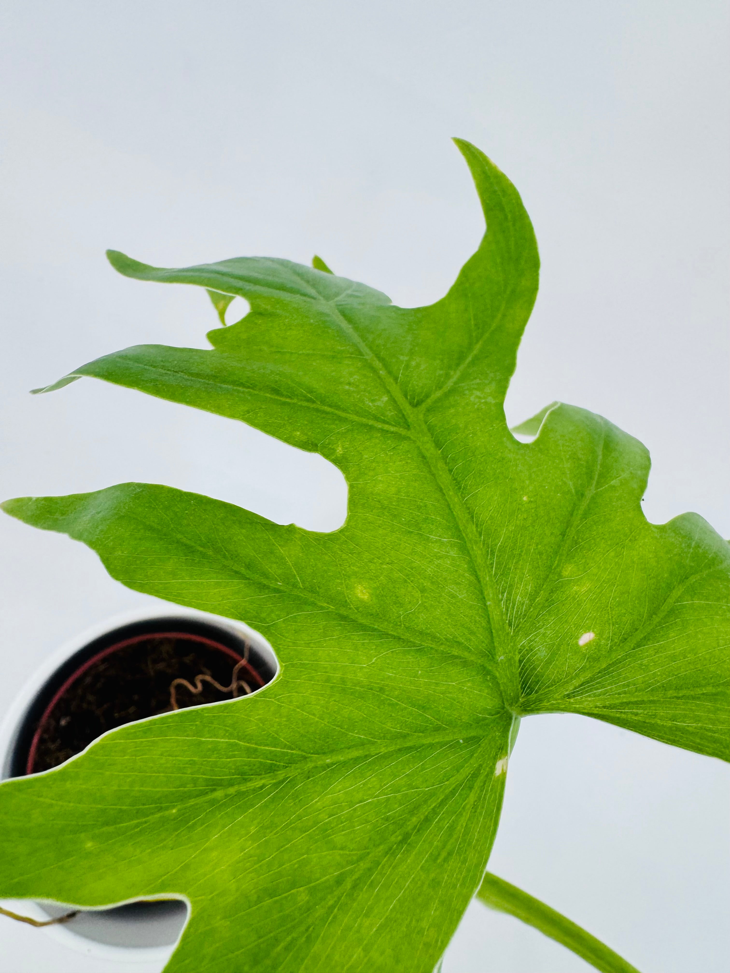 PHILODENDRON WARSZEWICZII M12