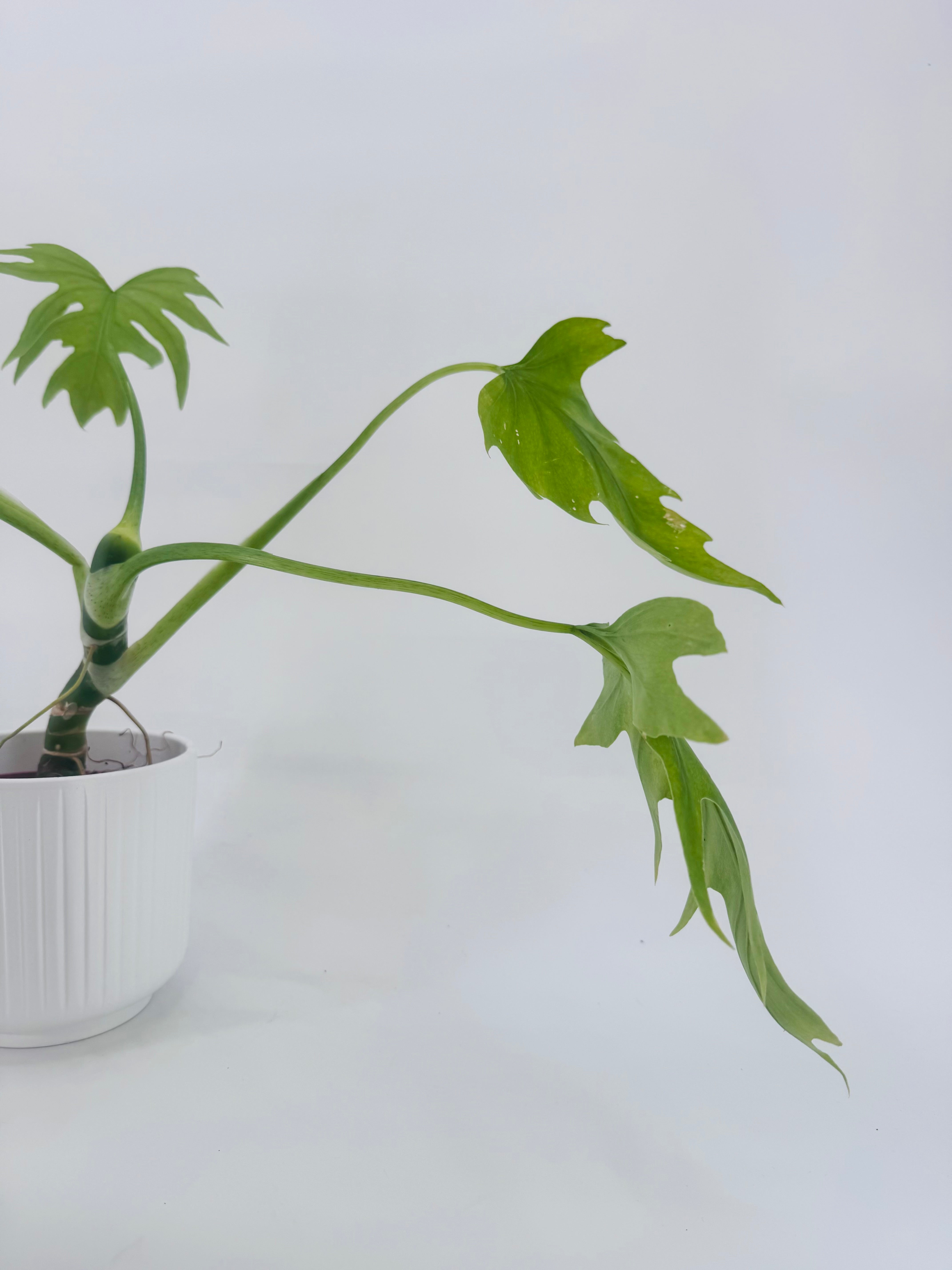 PHILODENDRON WARSZEWICZII M12