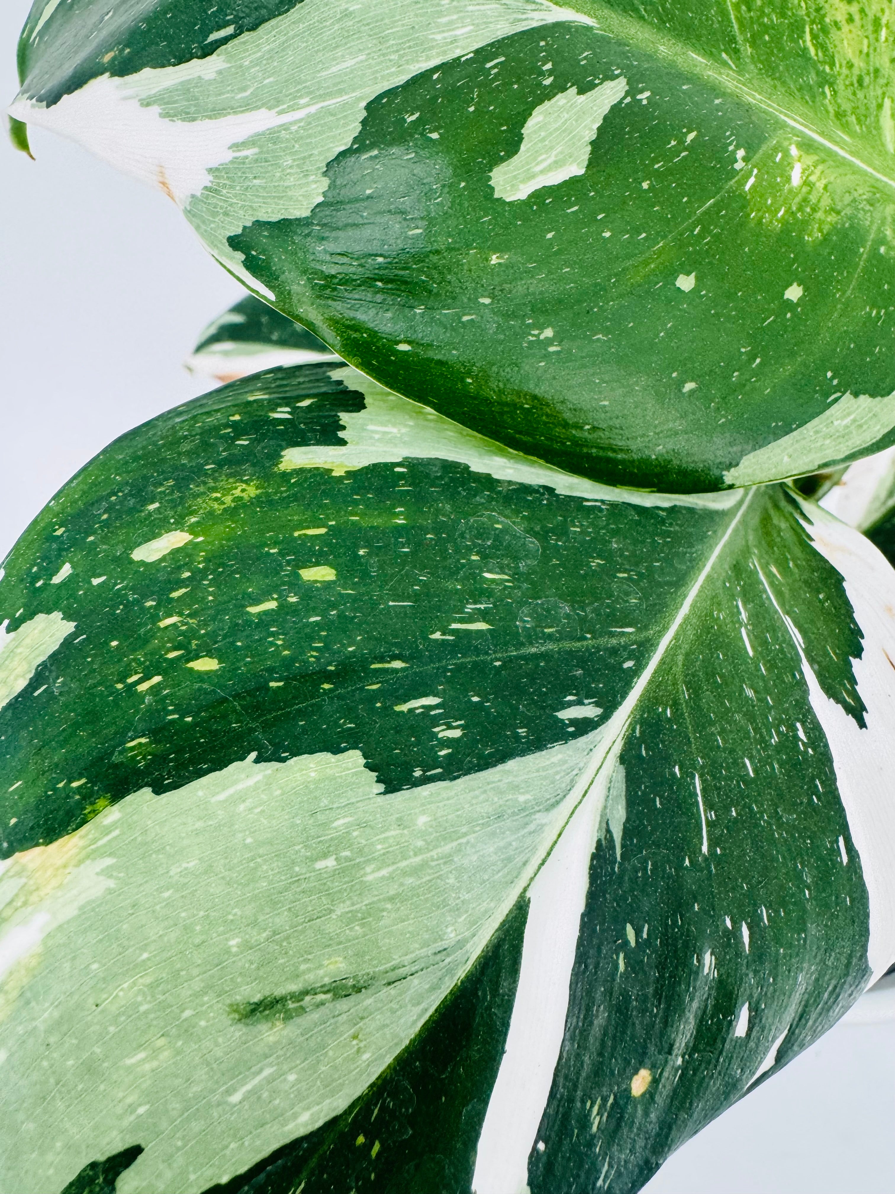PHILODENDRON WHITE WIZARD M12