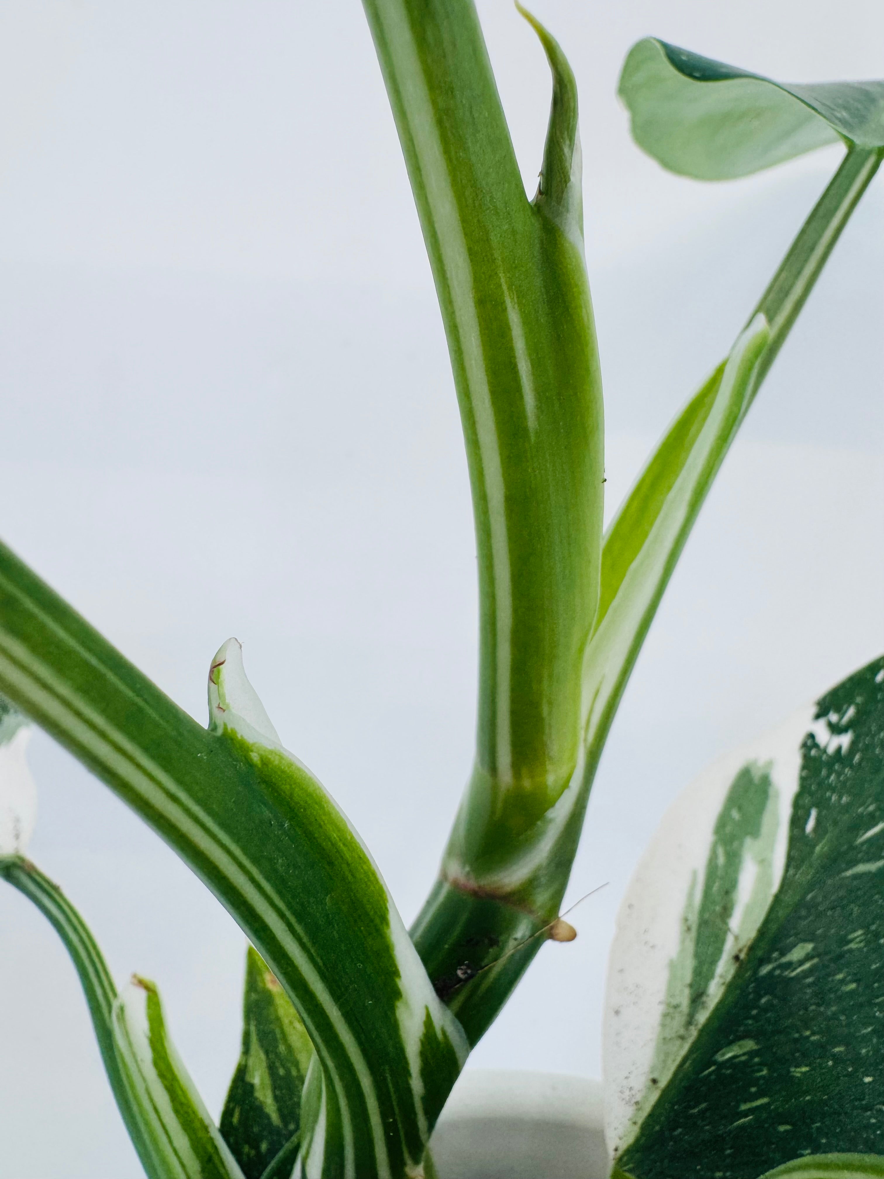 PHILODENDRON WHITE WIZARD M12