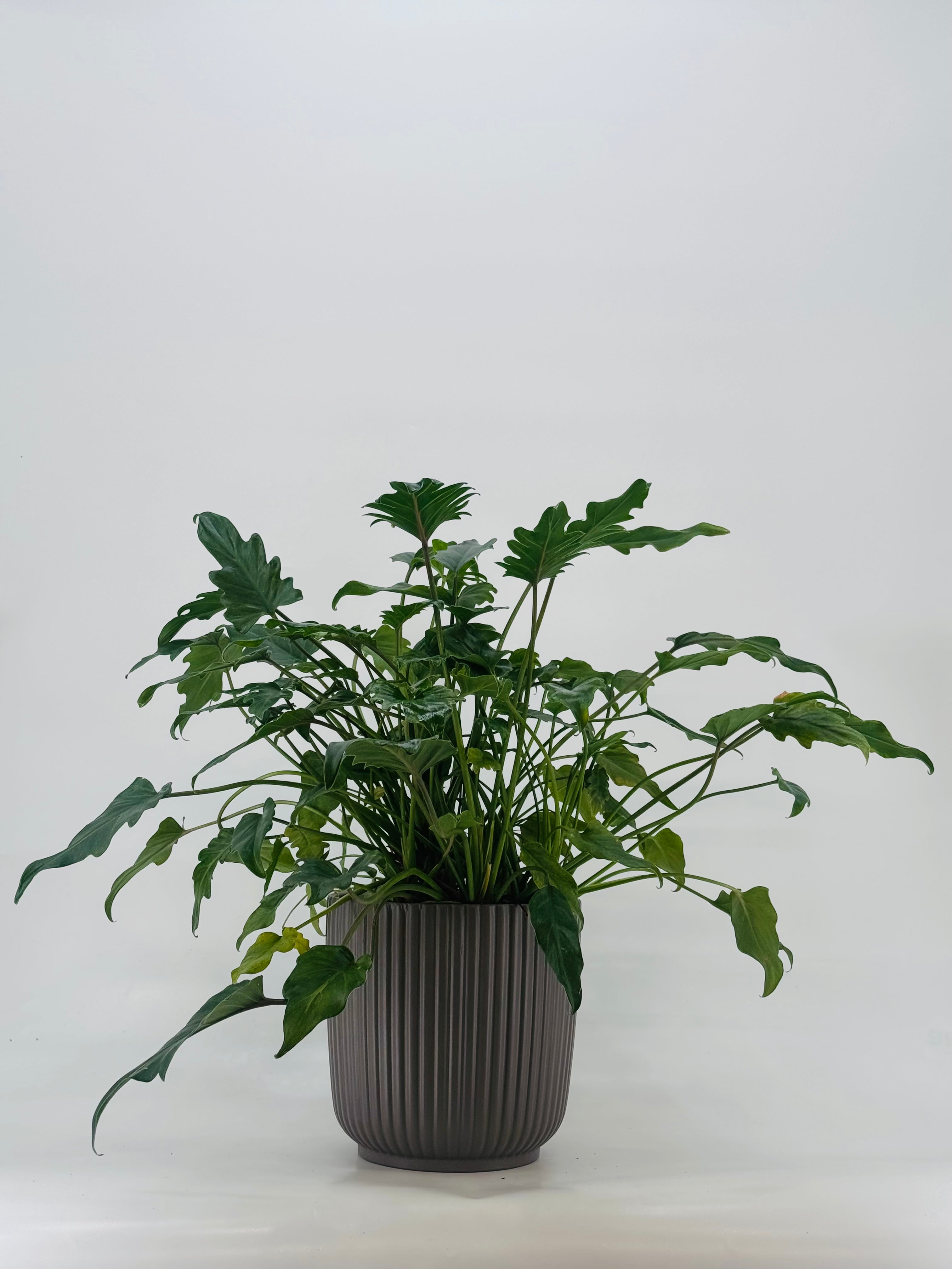 PHILODENDRON XANADU BONSAI M22