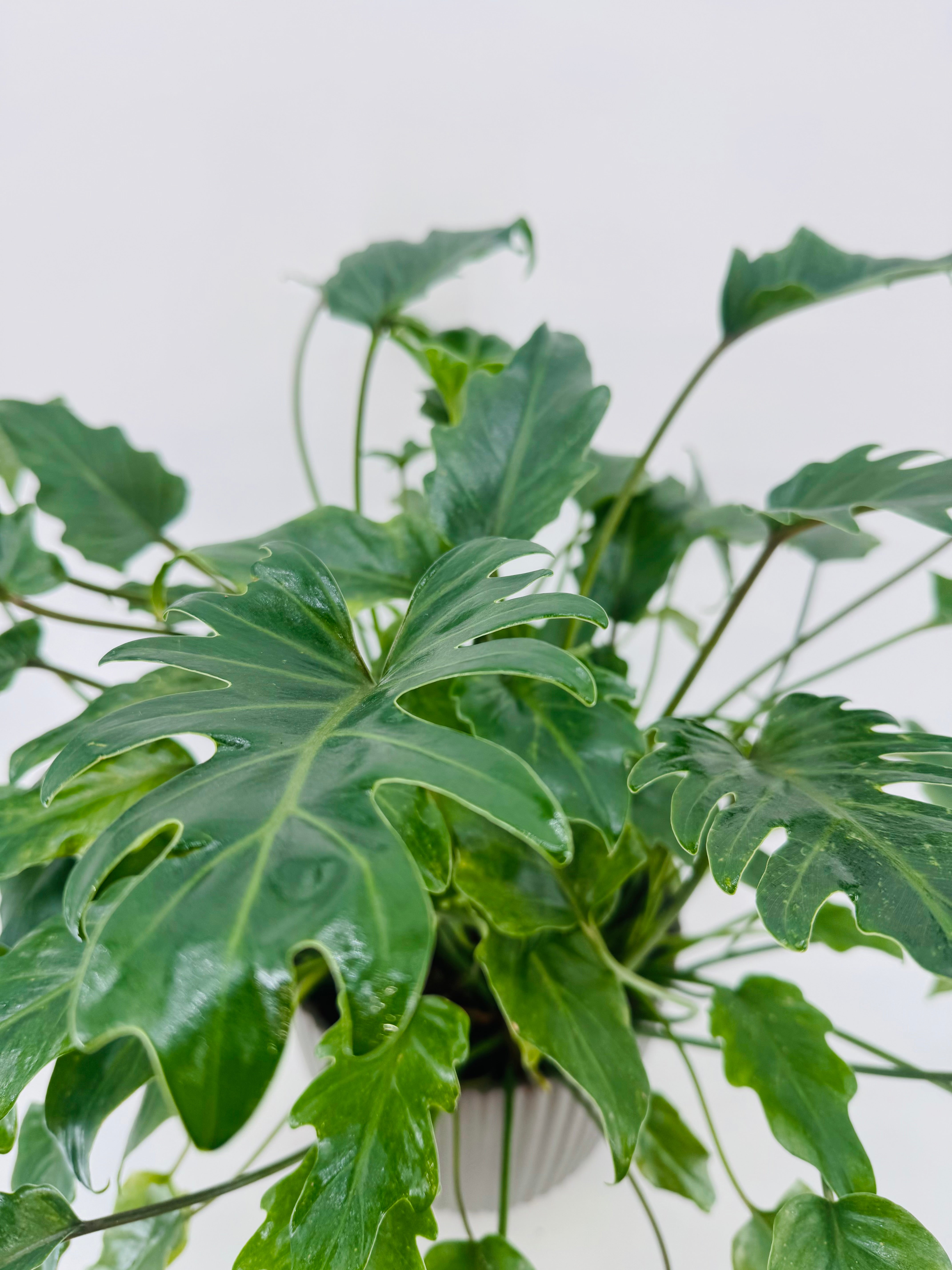 PHILODENDRON XANADU BONSAI M22