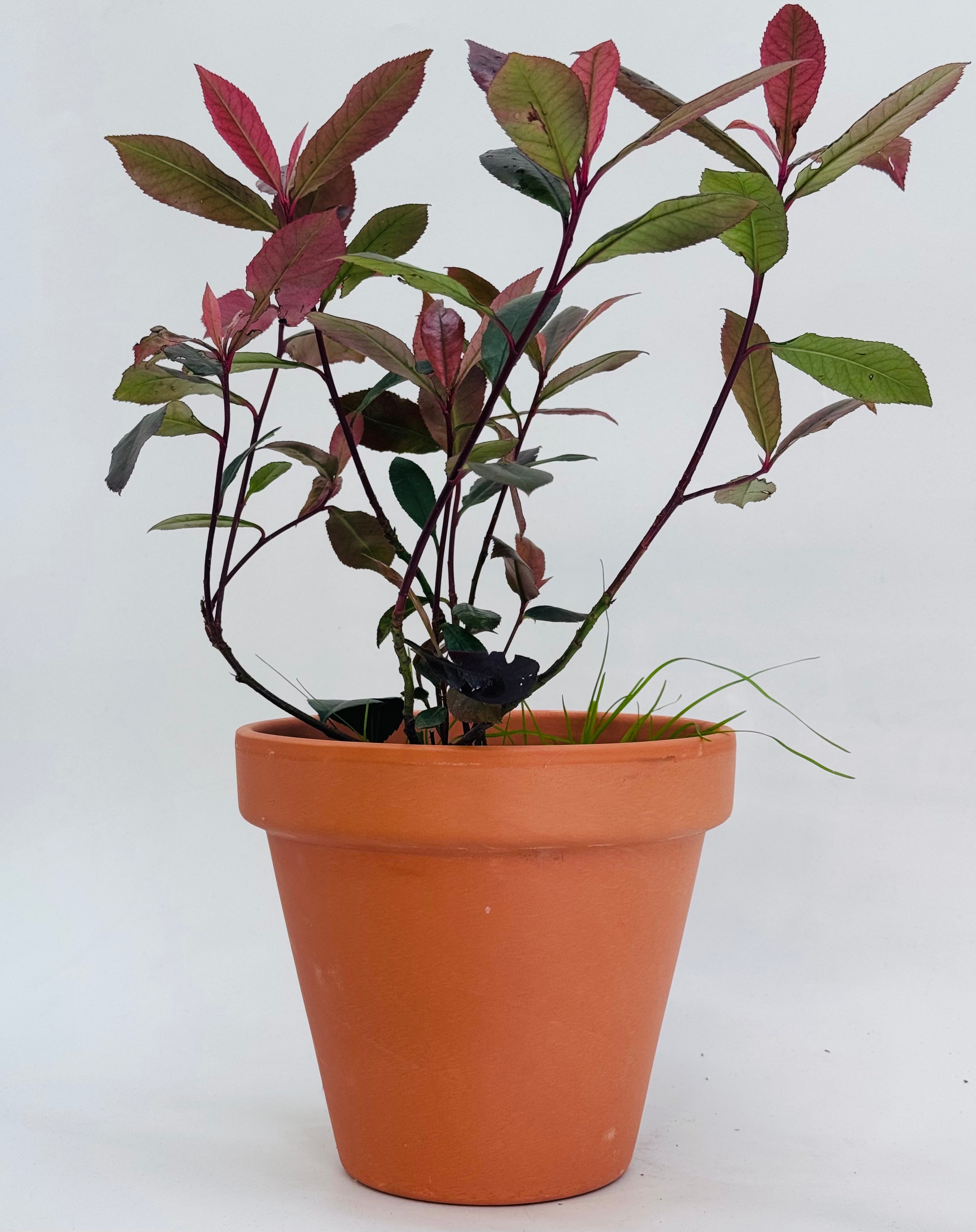 PHOTINIA FRA. CARRE ROUGE 2L